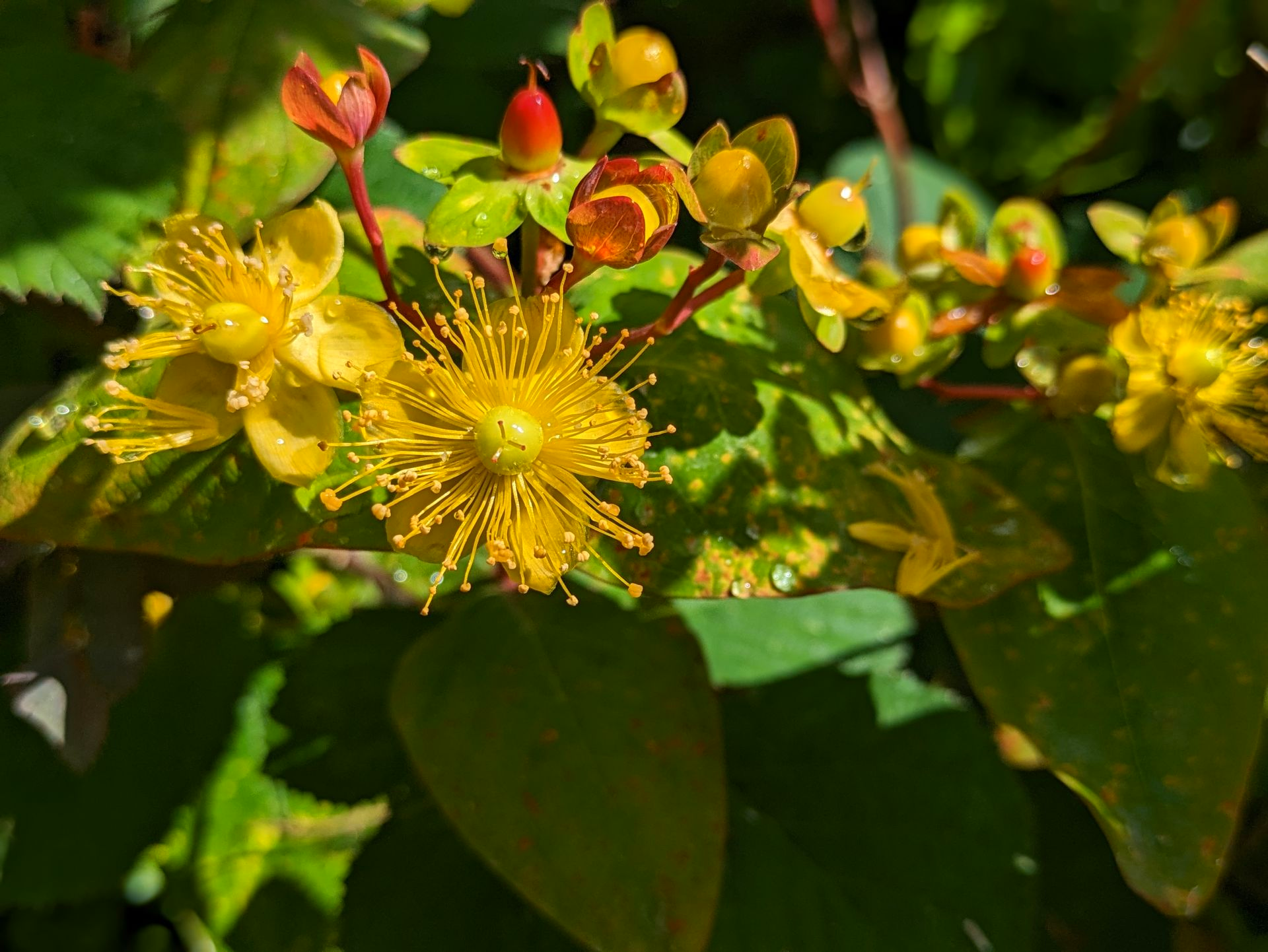 A Healing Herb (St Johnb's Wort) by Sue Cartwright, Spiral Leaf A Healing Herb (St Johnb's Wort) by Sue Cartwright, Spiral Leaf