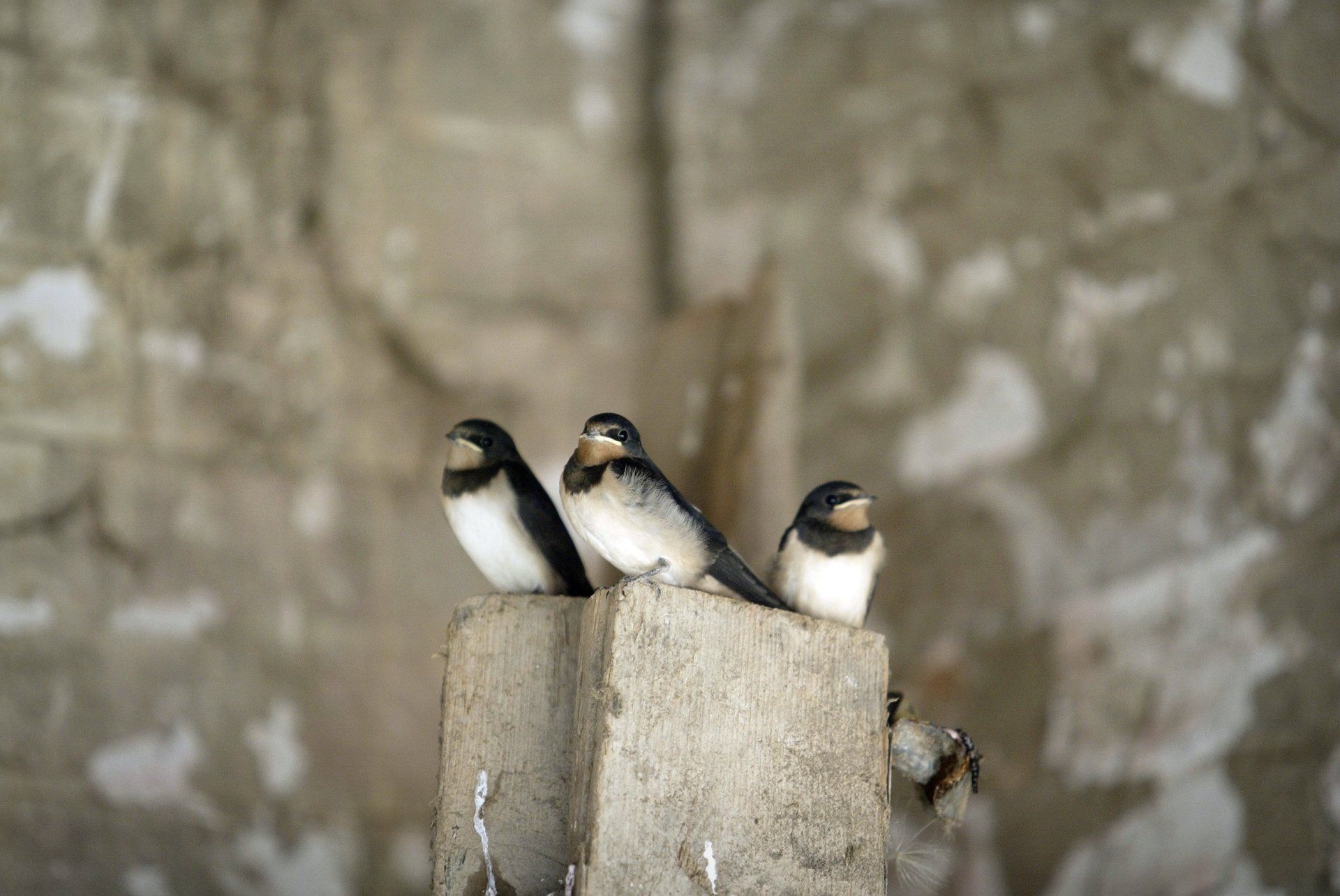 Flying With The Swallows by Sue Cartwright, Spiral Leaf