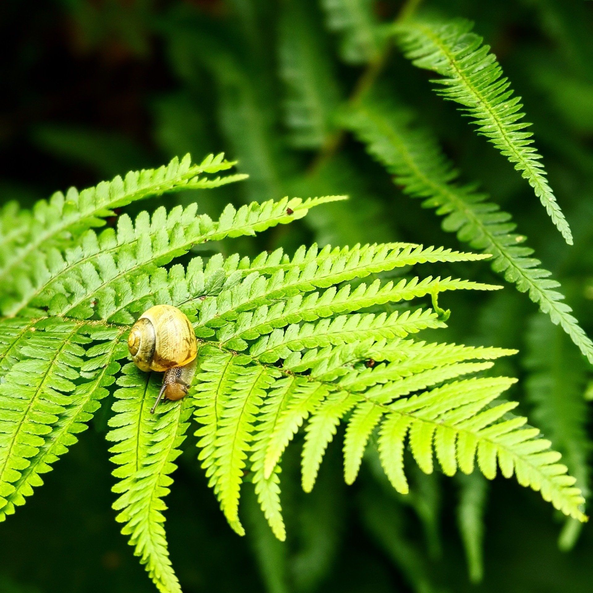 Sacred Snail -- Photograph by Sue Cartwright, Spiral Leaf