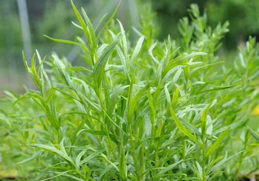 A Healing Herb (Tarragon) by Sue Cartwright, Spiral Leaf A Healing Herb (Tarragon) by Sue Cartwright, Spiral Leaf
