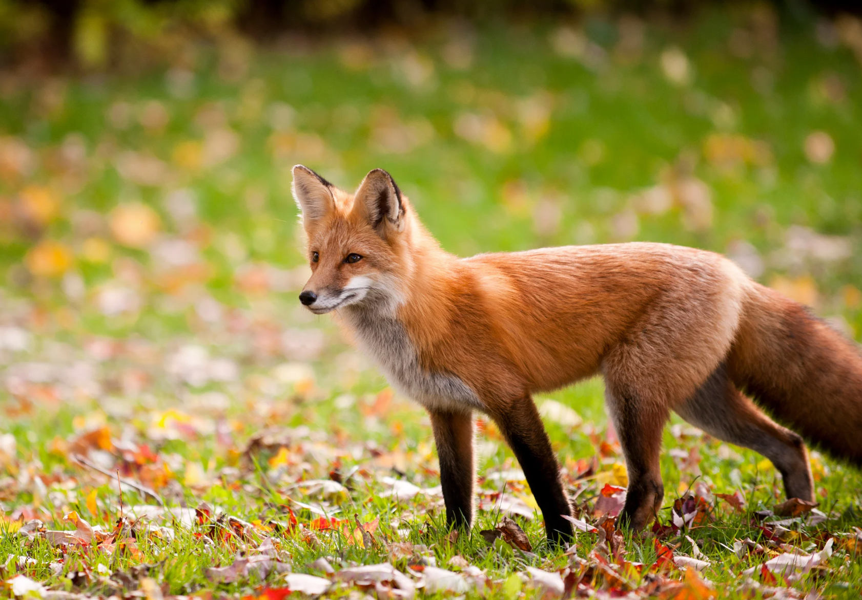 The Fox - A Poem by Sue Cartwright, Spiral Leaf