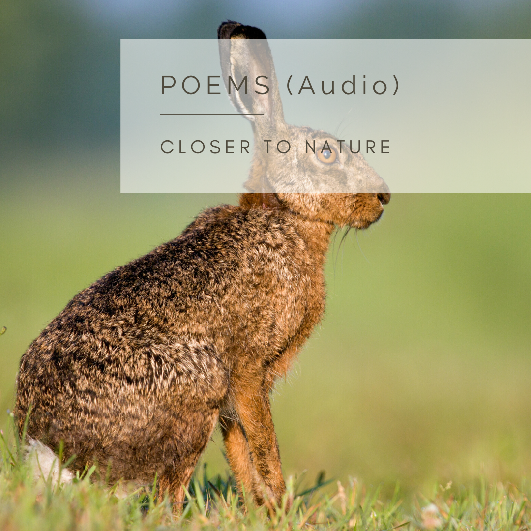 A Hare's Tale - An Audio Poem and Video by Sue Cartwright, Spiral Leaf