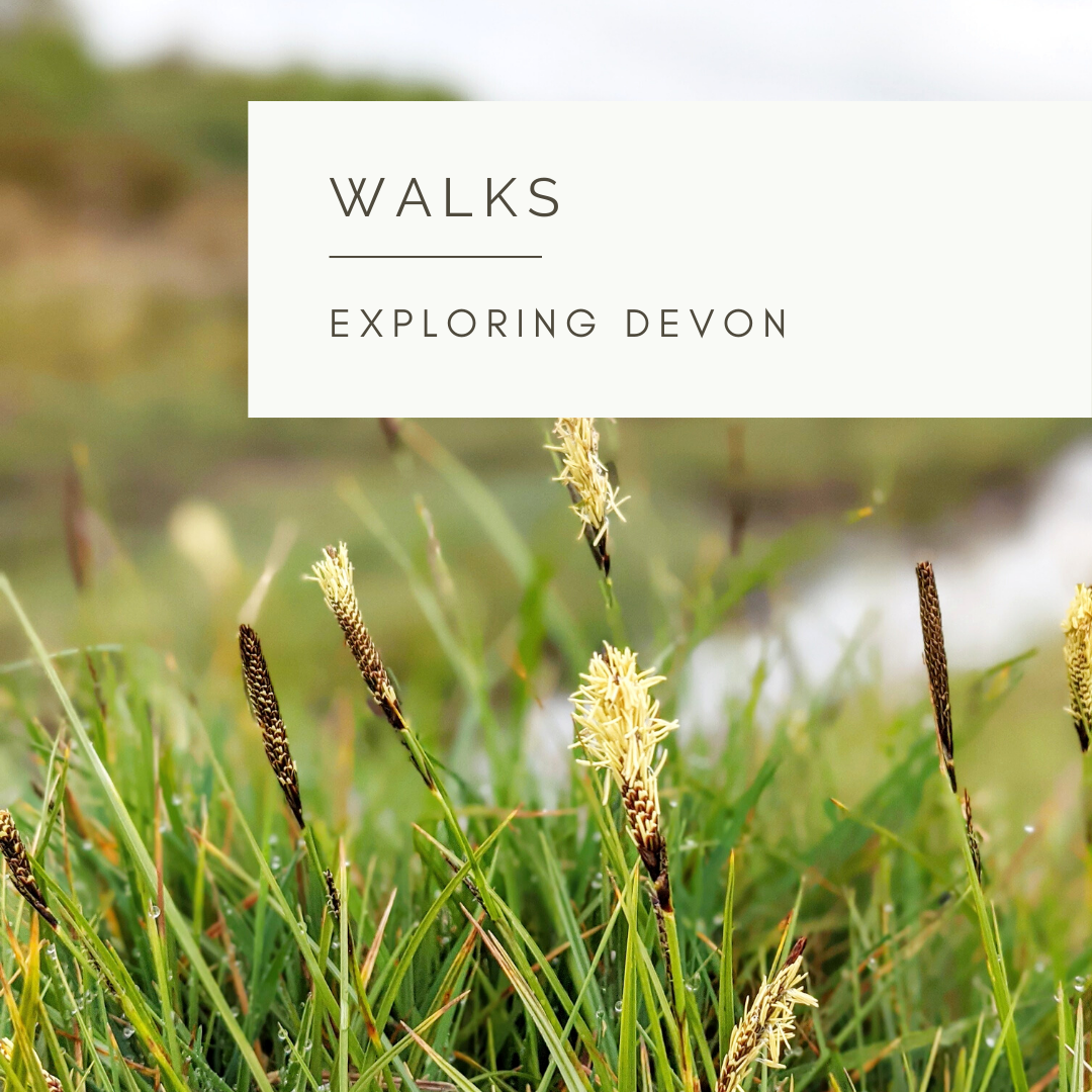A Walk on the Heath - Poem and Video by Sue Cartwright, Spiral Leaf