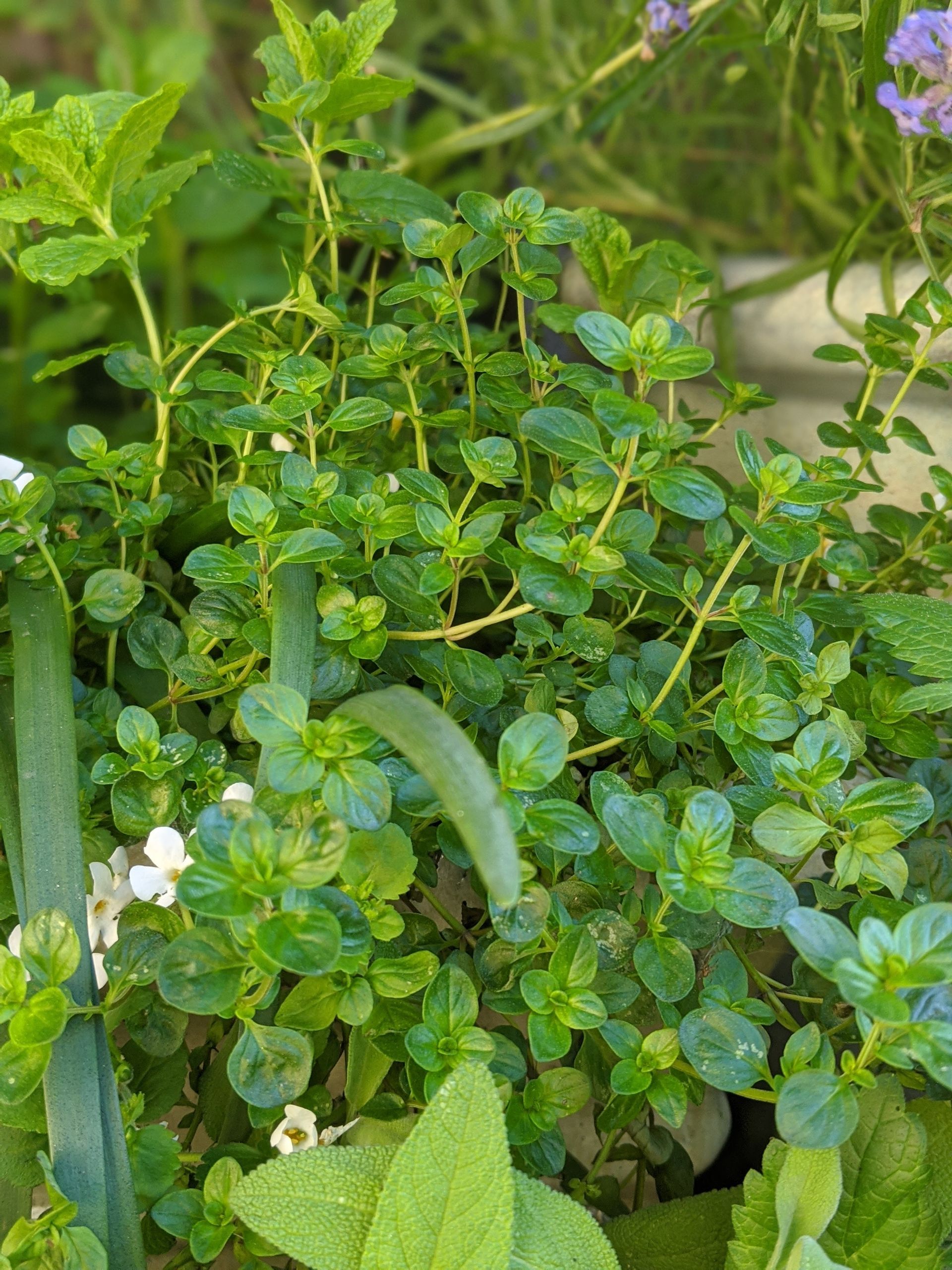A Healing Herb (Thyme) - Photograph by Sue Cartwright, Spiral Leaf