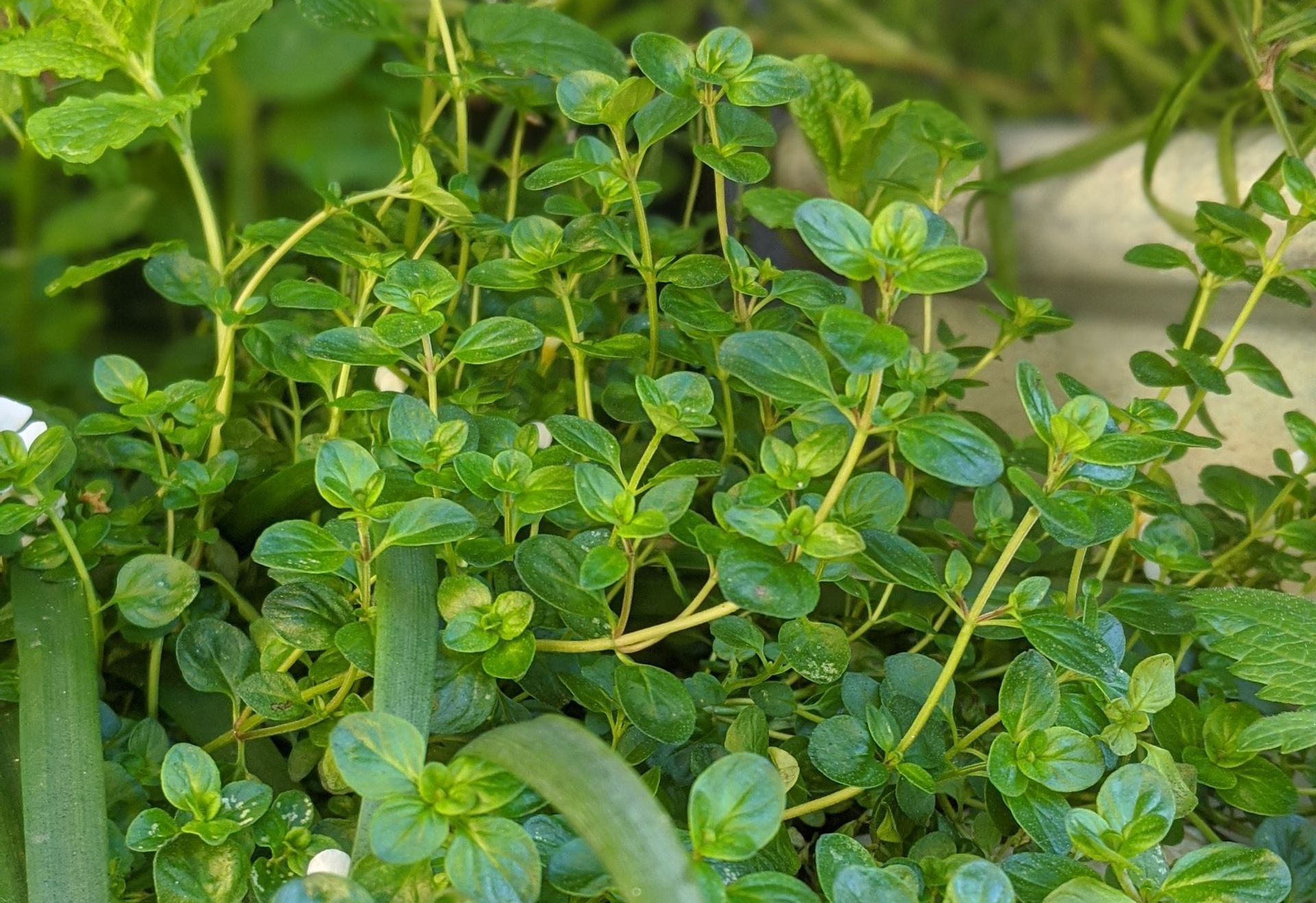 A Healing Herb (Thyme) by Sue Cartwright, Spiral Leaf A Healing Herb (Thyme) by Sue Cartwright, Spiral Leaf