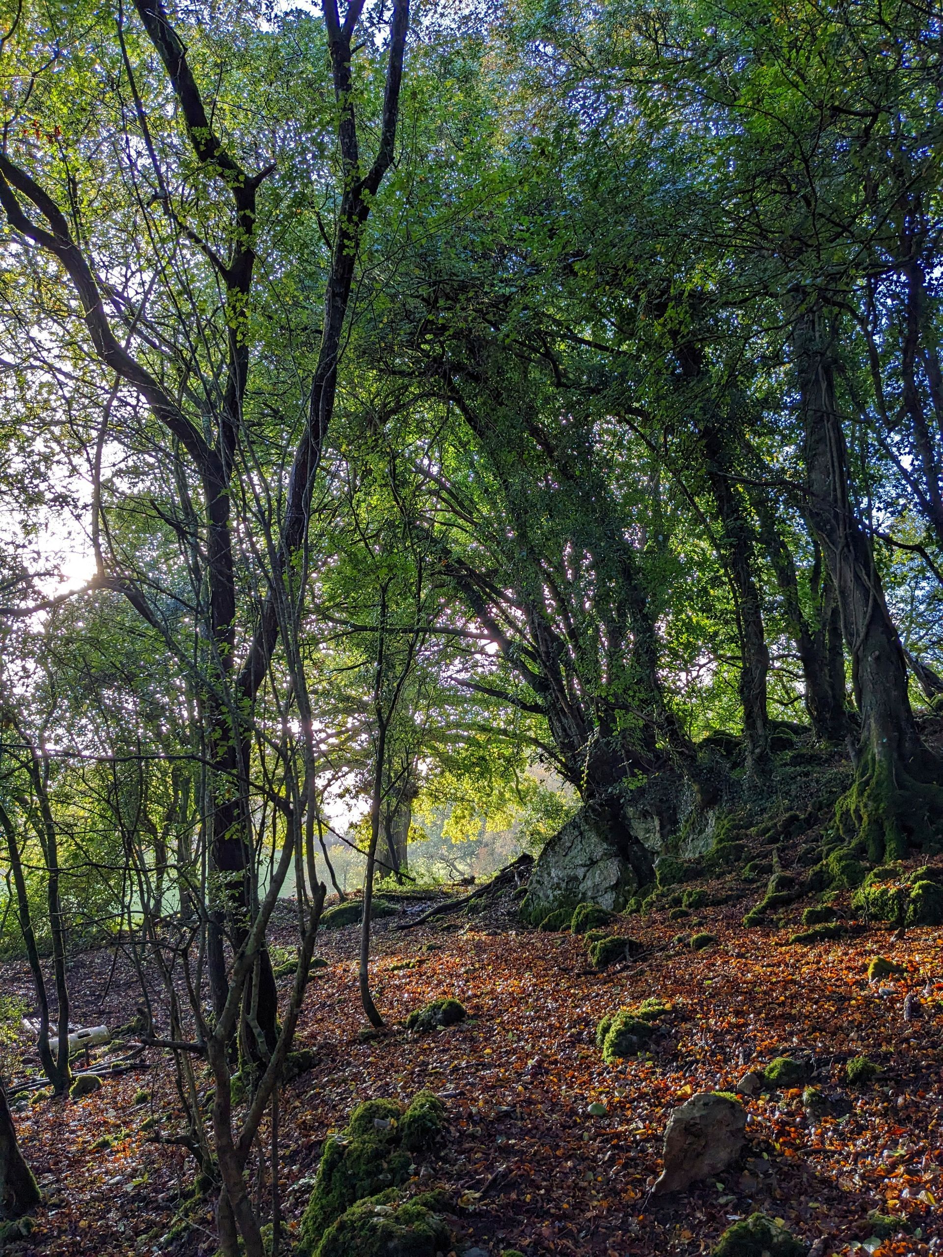 Trees Gallery - Photograph by Sue Cartwright, Spiral Leaf