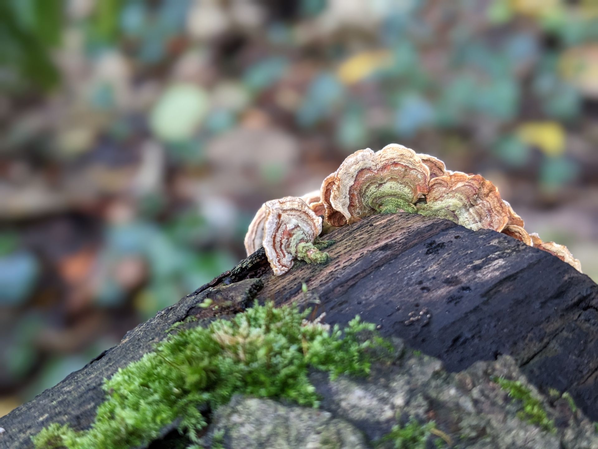 Foraging for Nature's Bounty by Sue Cartwright, Spiral Leaf