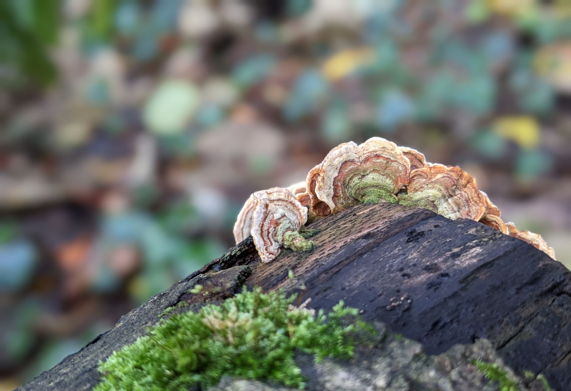 A Healing Fungi (Turkey Tail) by Sue Cartwright, Spiral Leaf