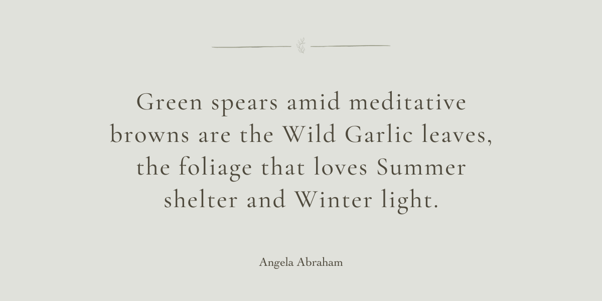 A Healing Herb (WIld Garlic) by Sue Cartwright, Spiral Leaf