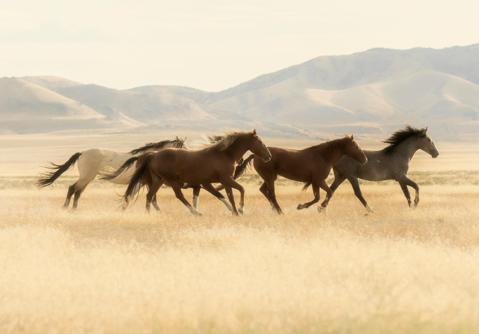 Wild Horses by Sue Cartwright, Spiral Leaf Wild Horses - A Poem by Sue Cartwright, Spiral Leaf