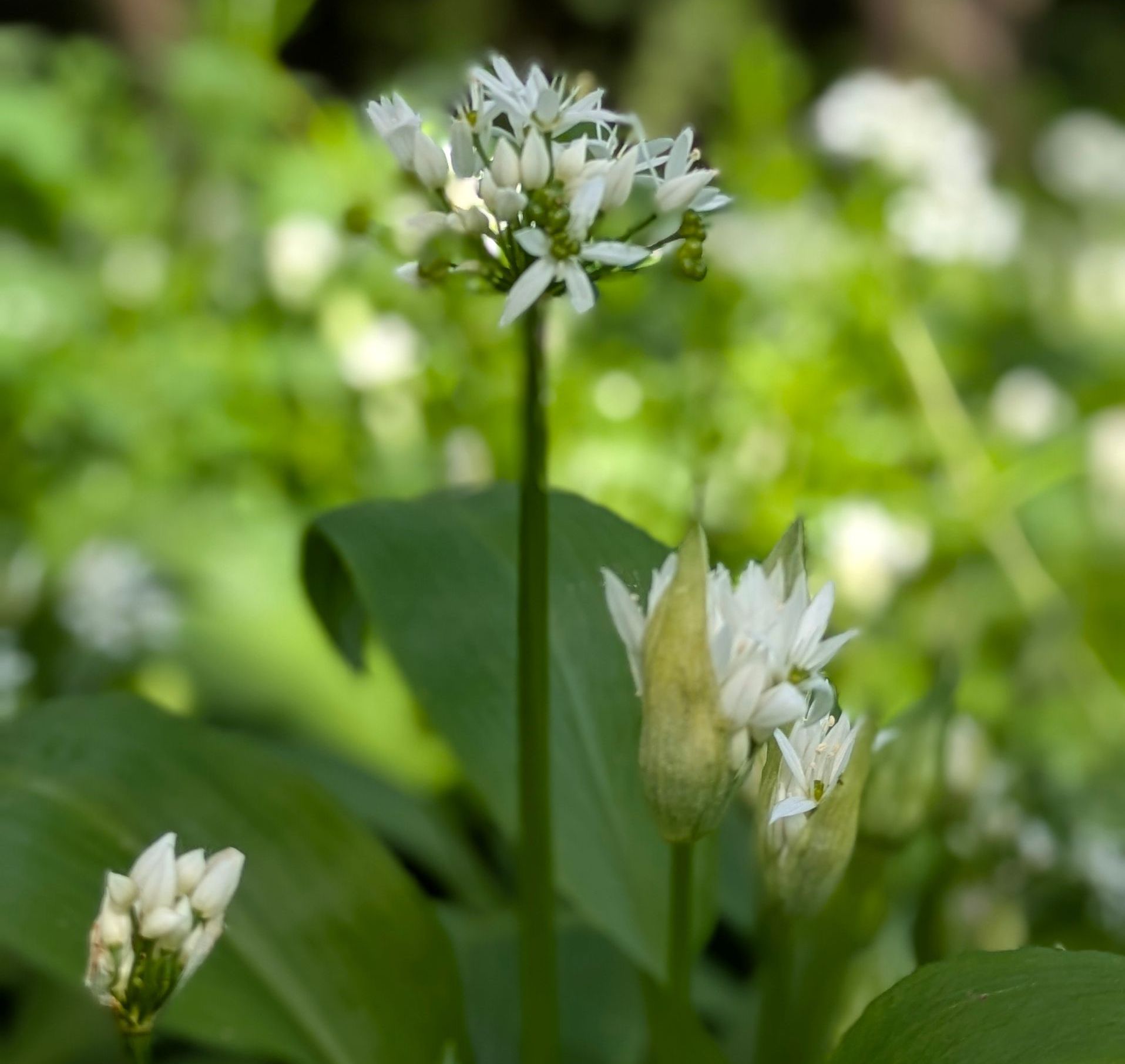 A Healing Herb (WIld Garlic) by Sue Cartwright, Spiral Leaf