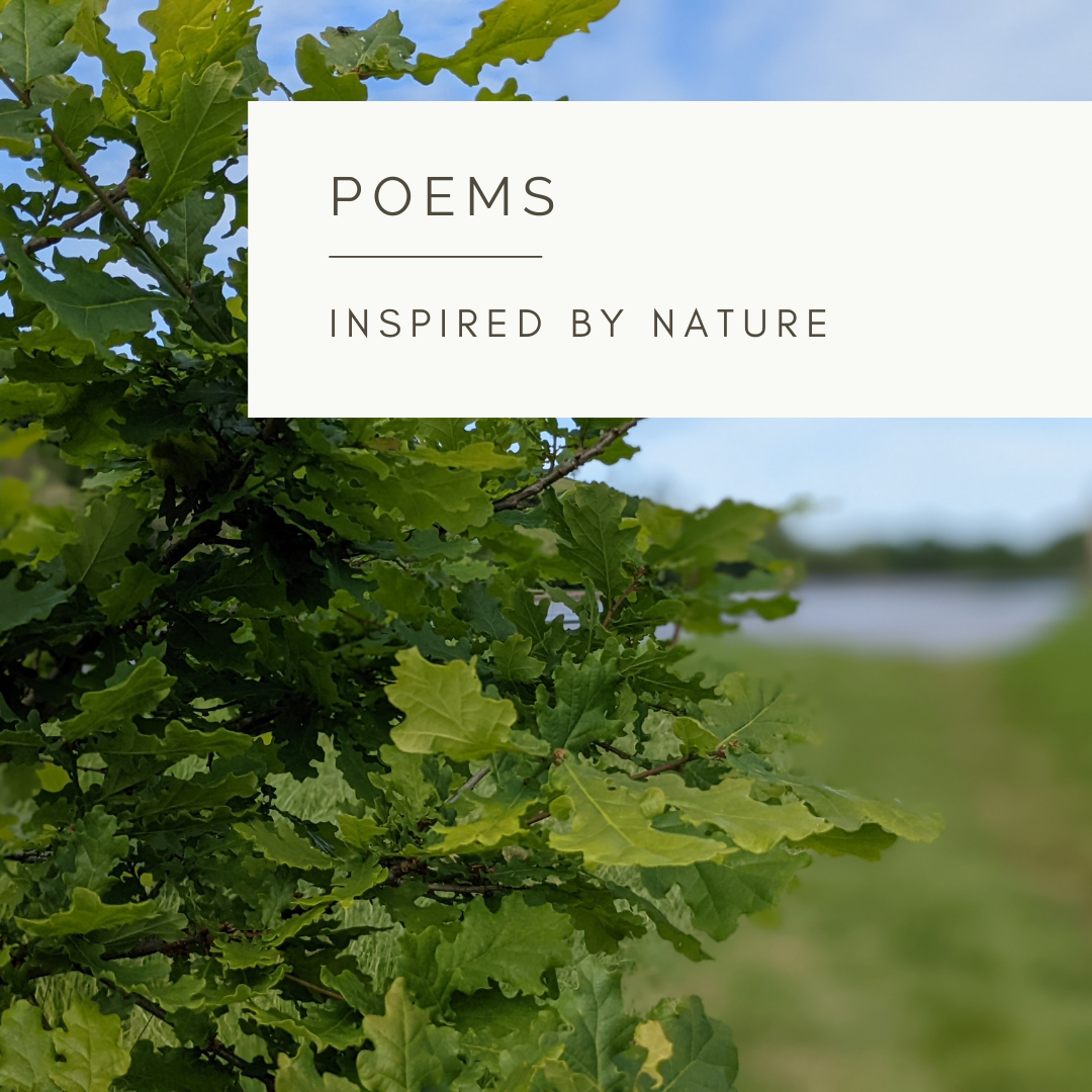 Walking in Nature - Poem and Video by Sue Cartwright, Spiral Leaf