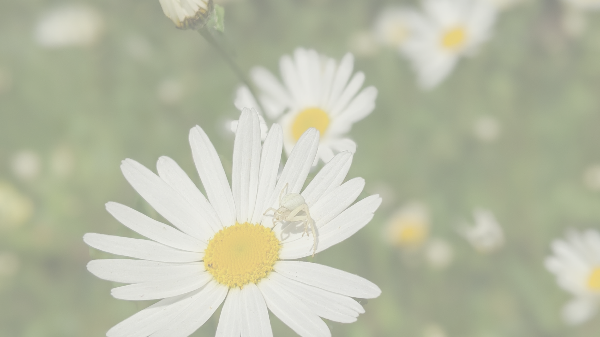 Things to do in Nature in April by Sue Cartwright, Spiral Leaf