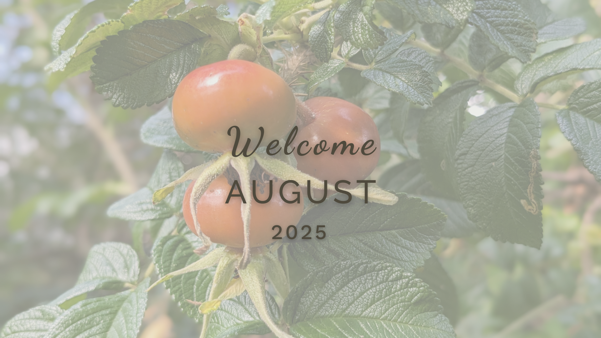 Welcome August (Almanac 2025) by Sue Cartwright, Spiral Leaf Welcome August (Almanac 2025) by Sue Cartwright, Spiral Leaf