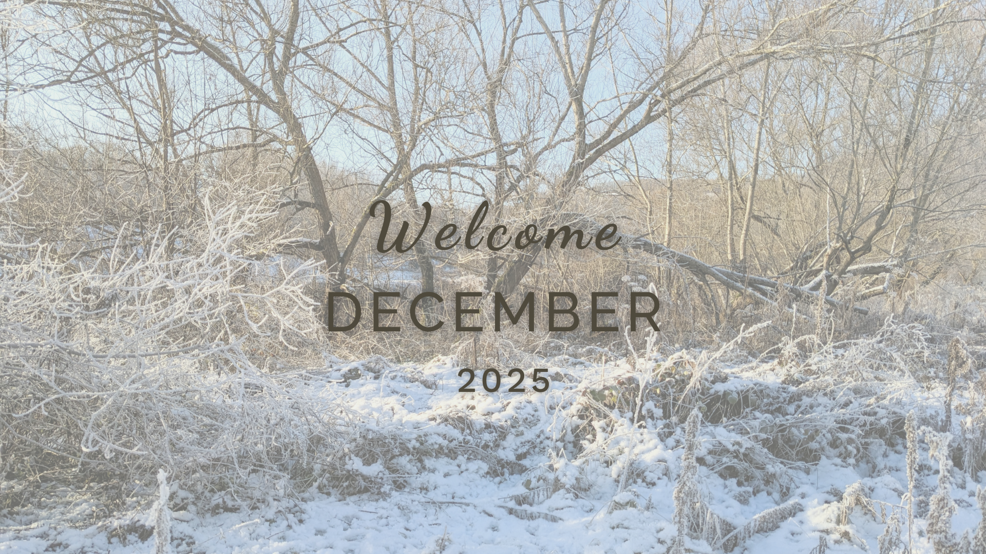 Welcome November (Almanac 2025) by Sue Cartwright, Spiral Leaf Welcome November (Almanac 2025) by Sue Cartwright, Spiral Leaf