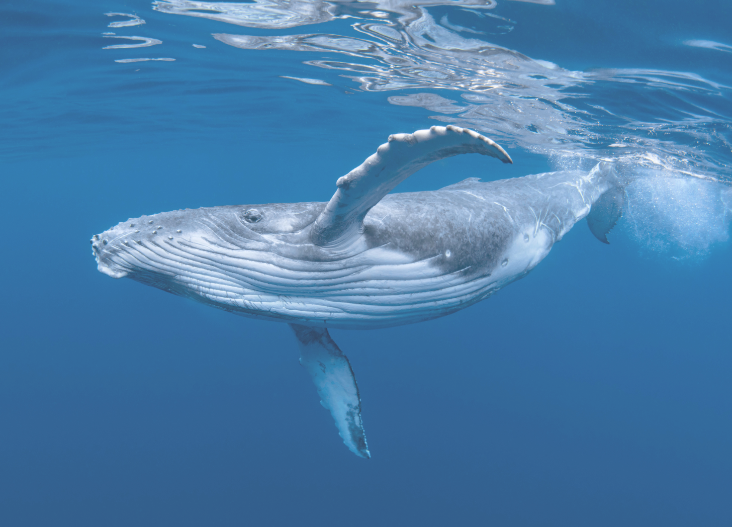 Ocean Whale - A Poem by Sue Cartwright, Spiral Leaf