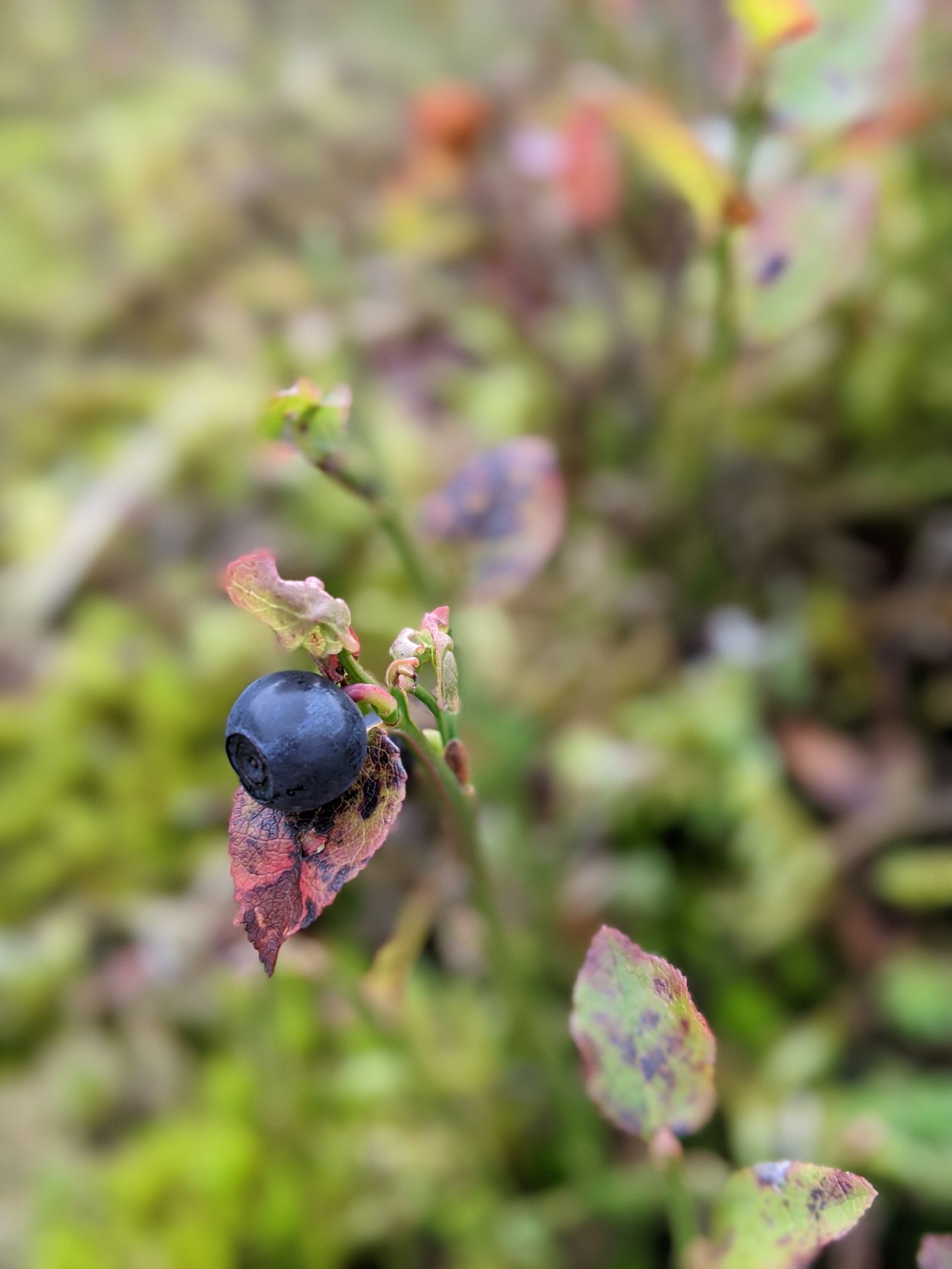 Food For Free by Richard Mabey - Book Review by Sue Cartwright, Spiral Leaf
