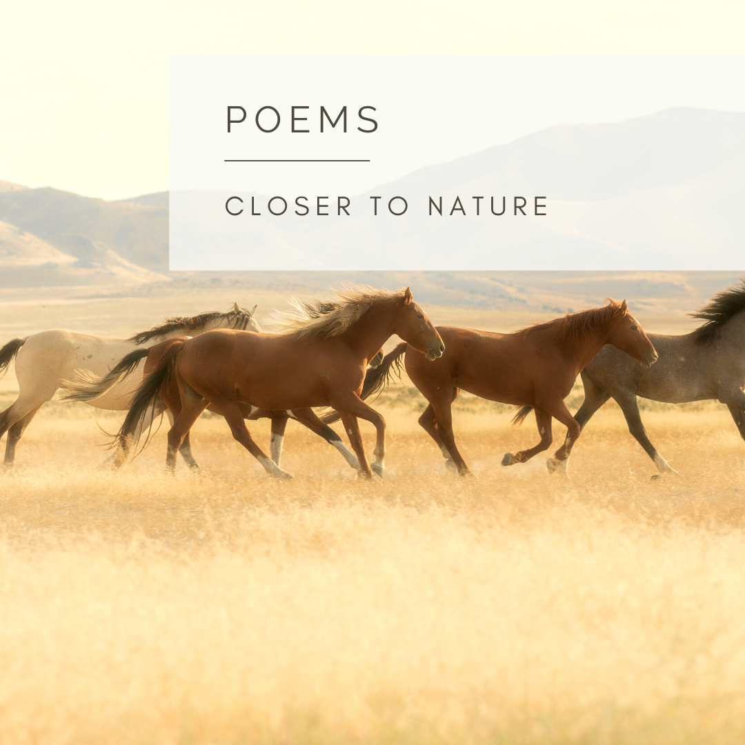 Wild Horses - Poem and Video by Sue Cartwright, Spiral Leaf