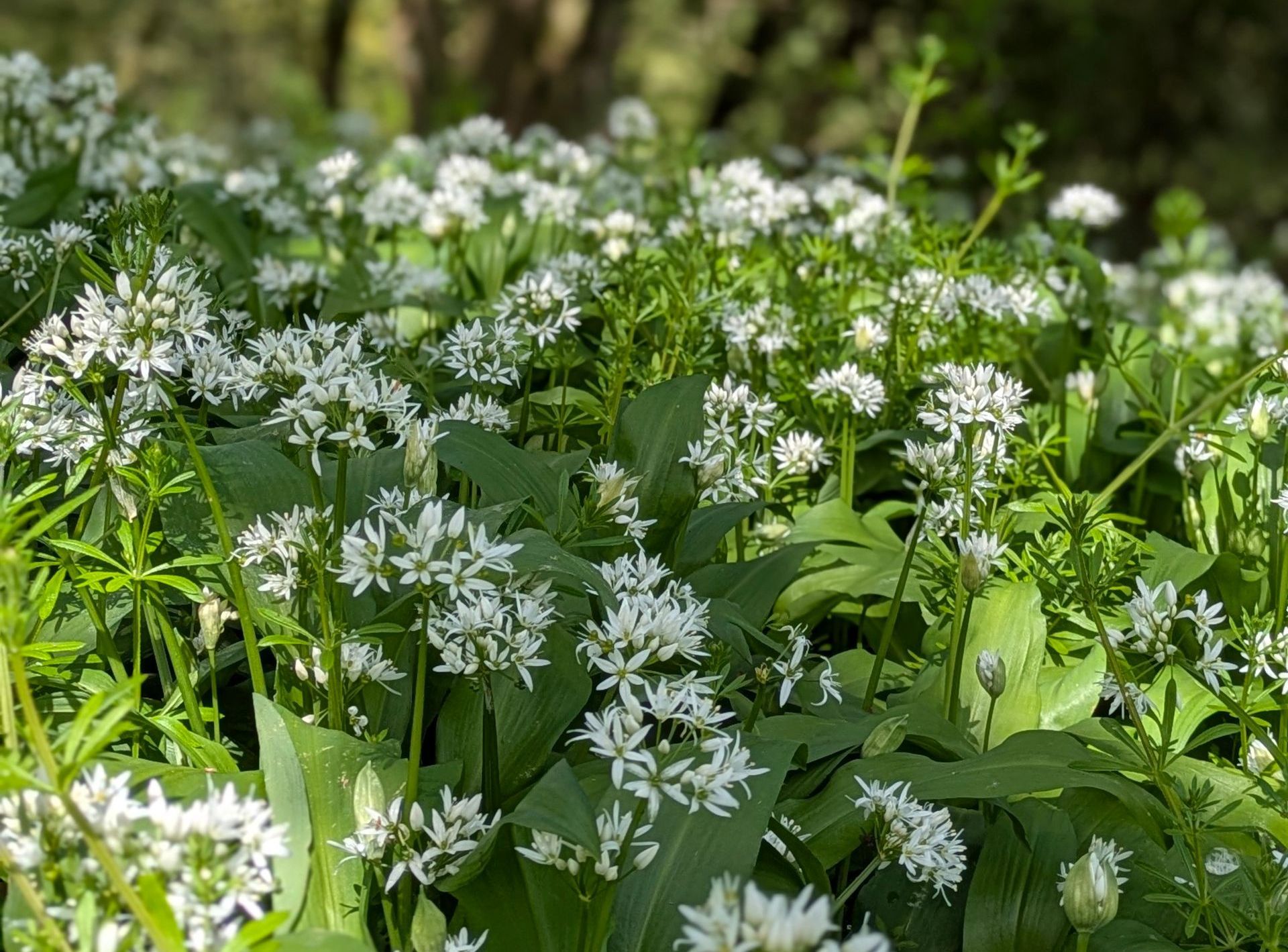 A Healing Herb (WIld Garlic) by Sue Cartwright, Spiral Leaf