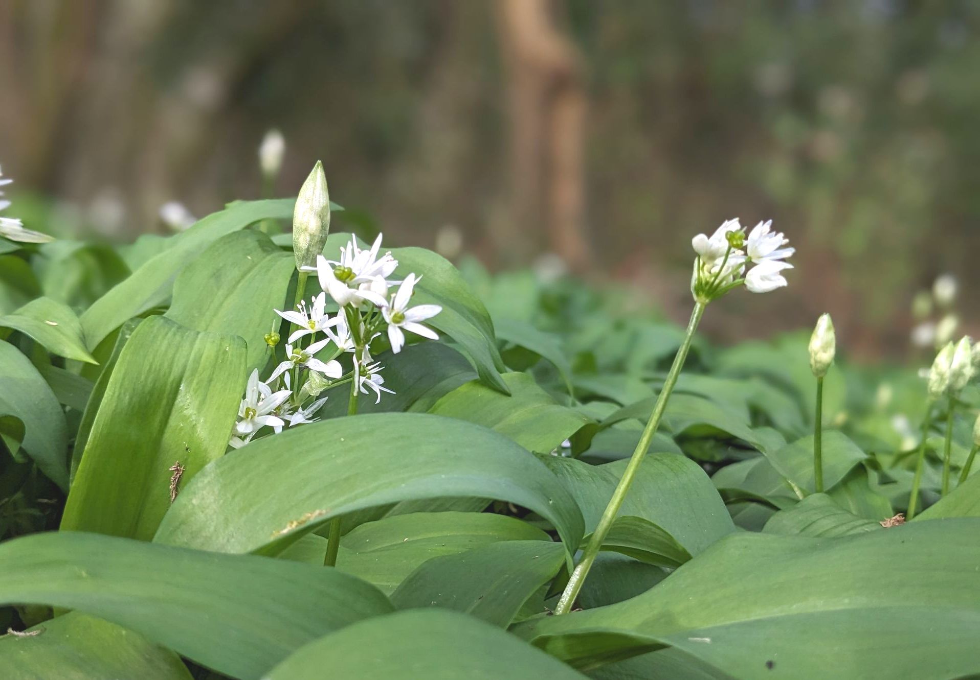 The Wonders of Wild Food by Sue Cartwright, Spiral Leaf