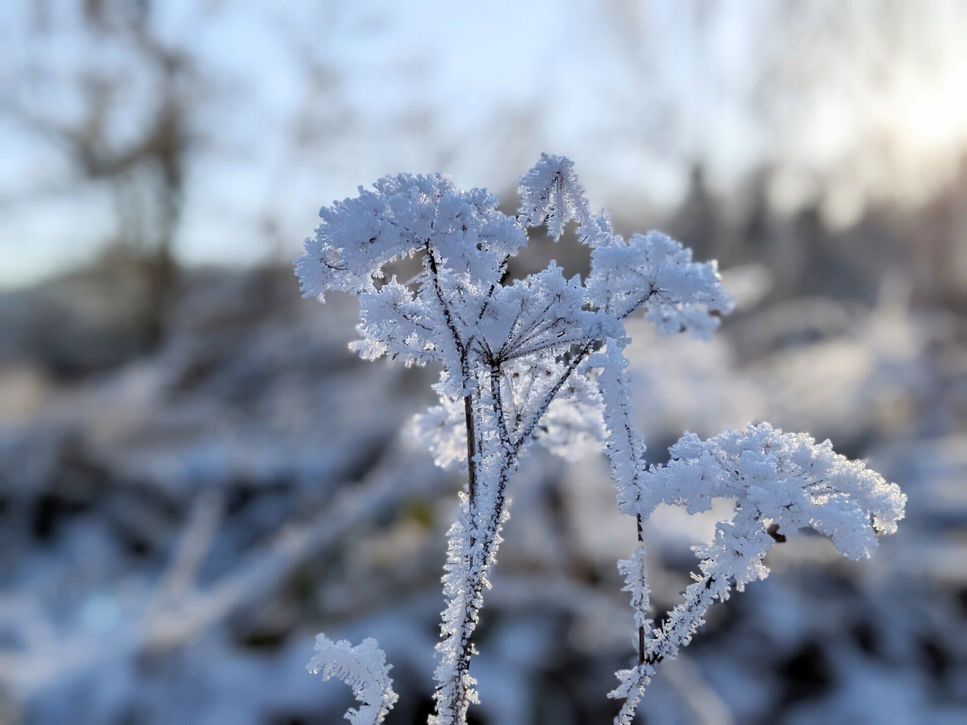 Winter Wonderland - A Poem by Sue Cartwright, Spiral Leaf