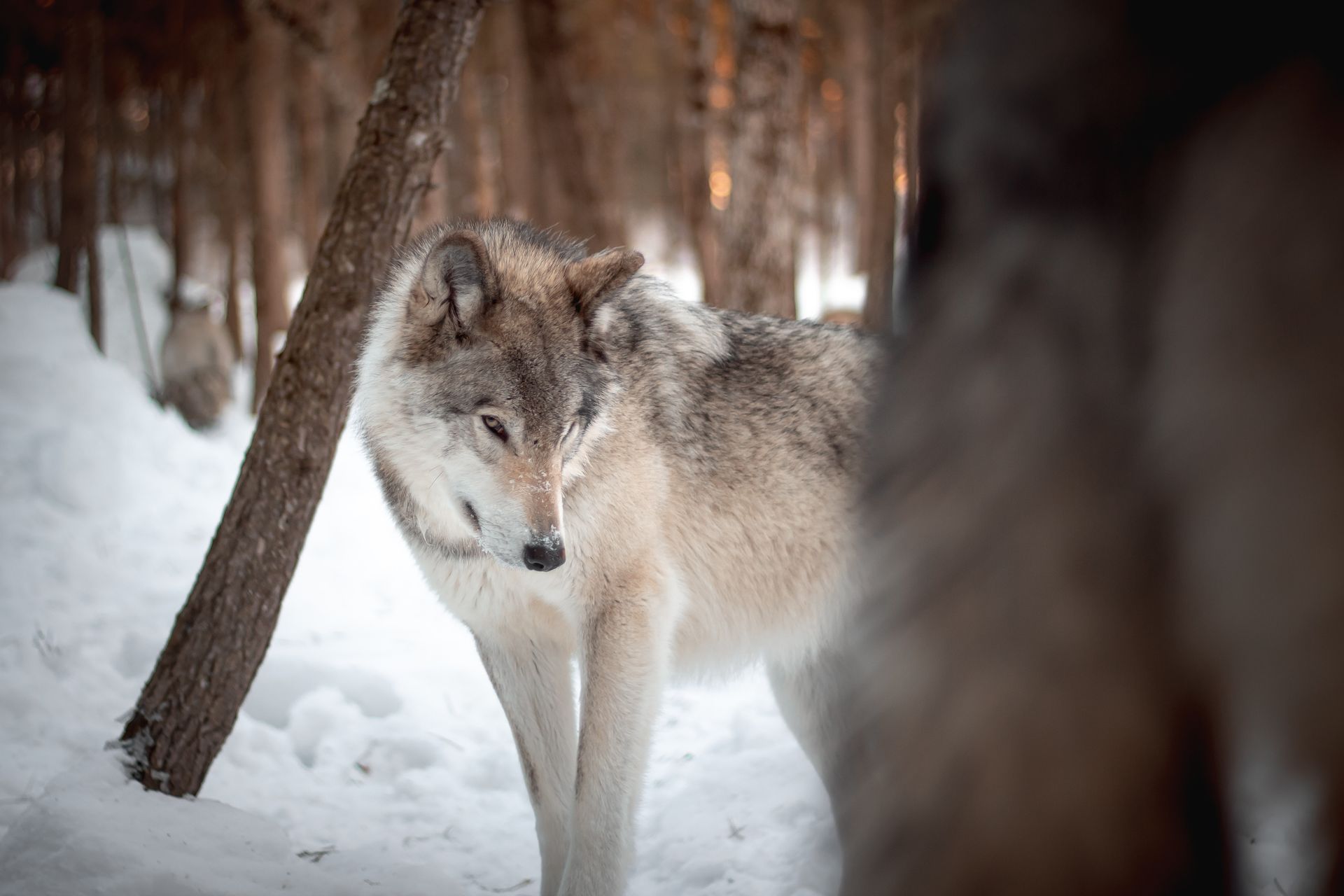 Soliloquy of a Wolf - A Poem by Sue Cartwright, Spiral Leaf
