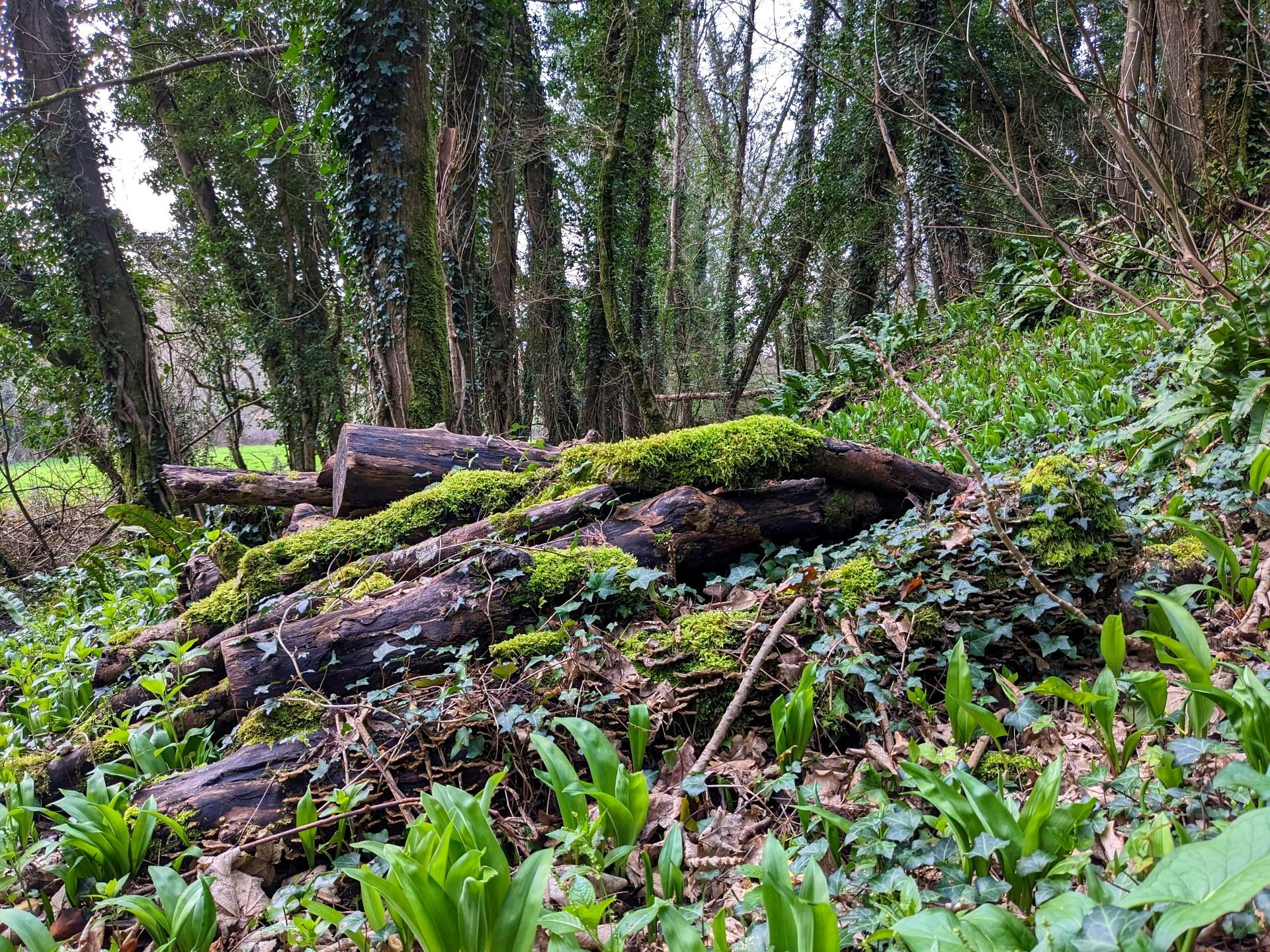 Woodland by Sue Cartwright, Spiral Leaf