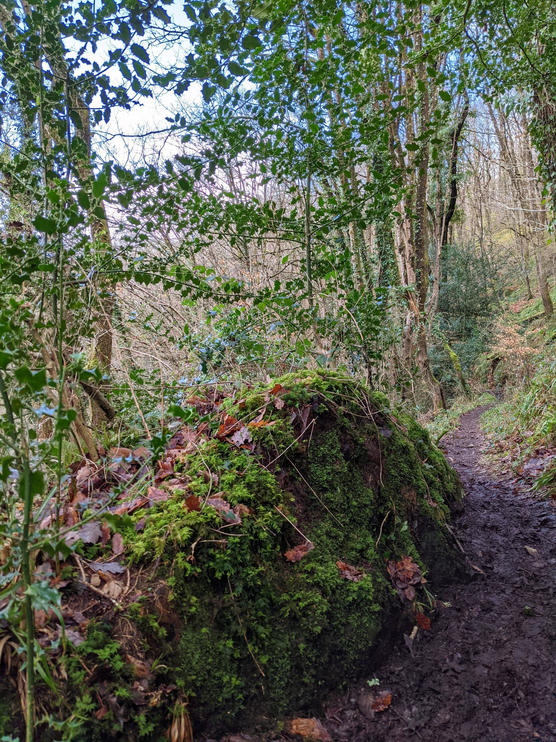 Riverside Gallery - Photograph by Sue Cartwright, Spiral Leaf