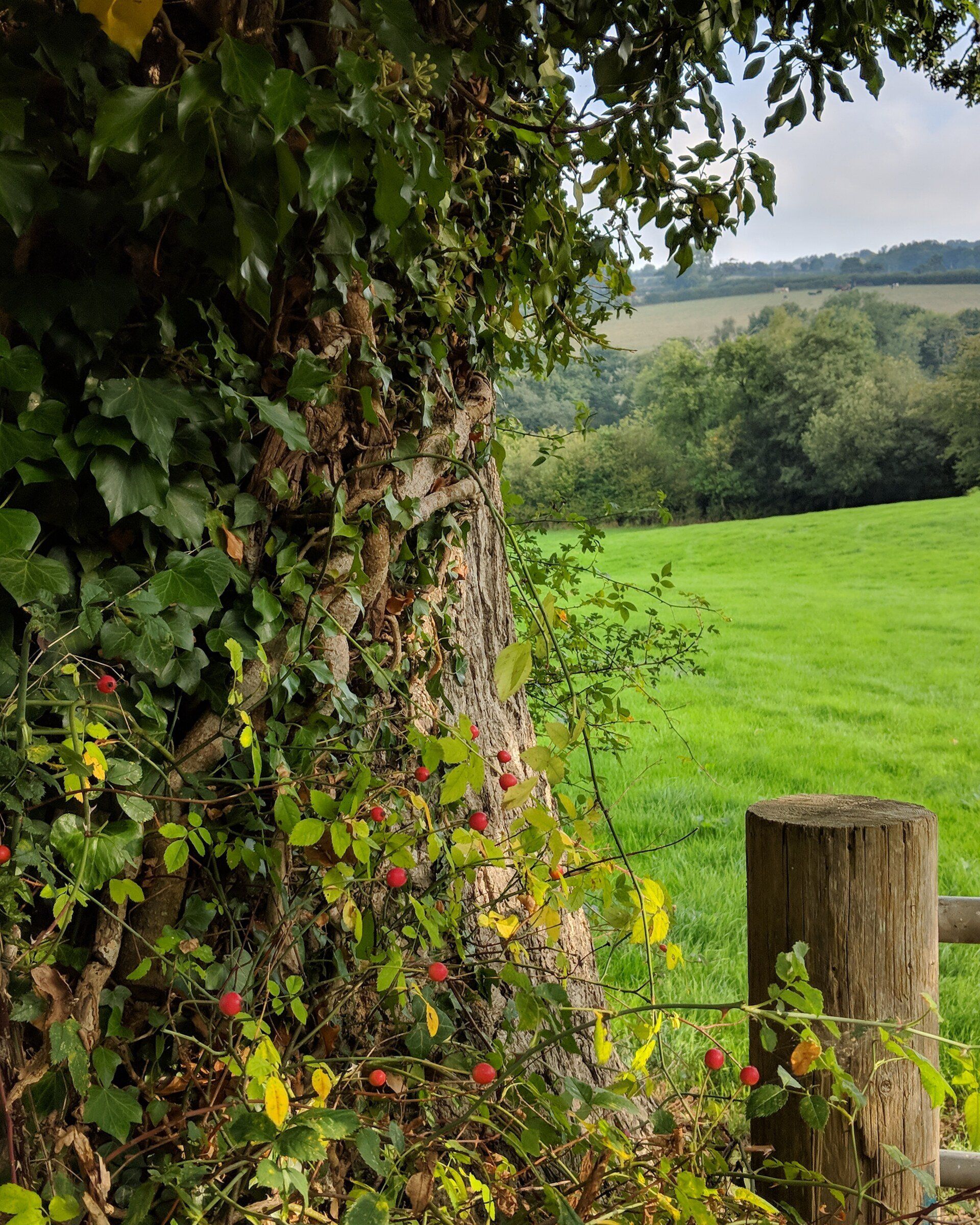 Hedgerows Gallery - Photograph by Sue Cartwright, Spiral Leaf