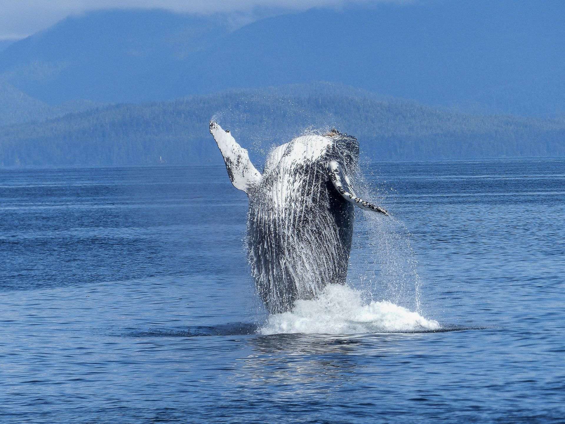 Ocean Whale - A Poem by Sue Cartwright, Spiral Leaf