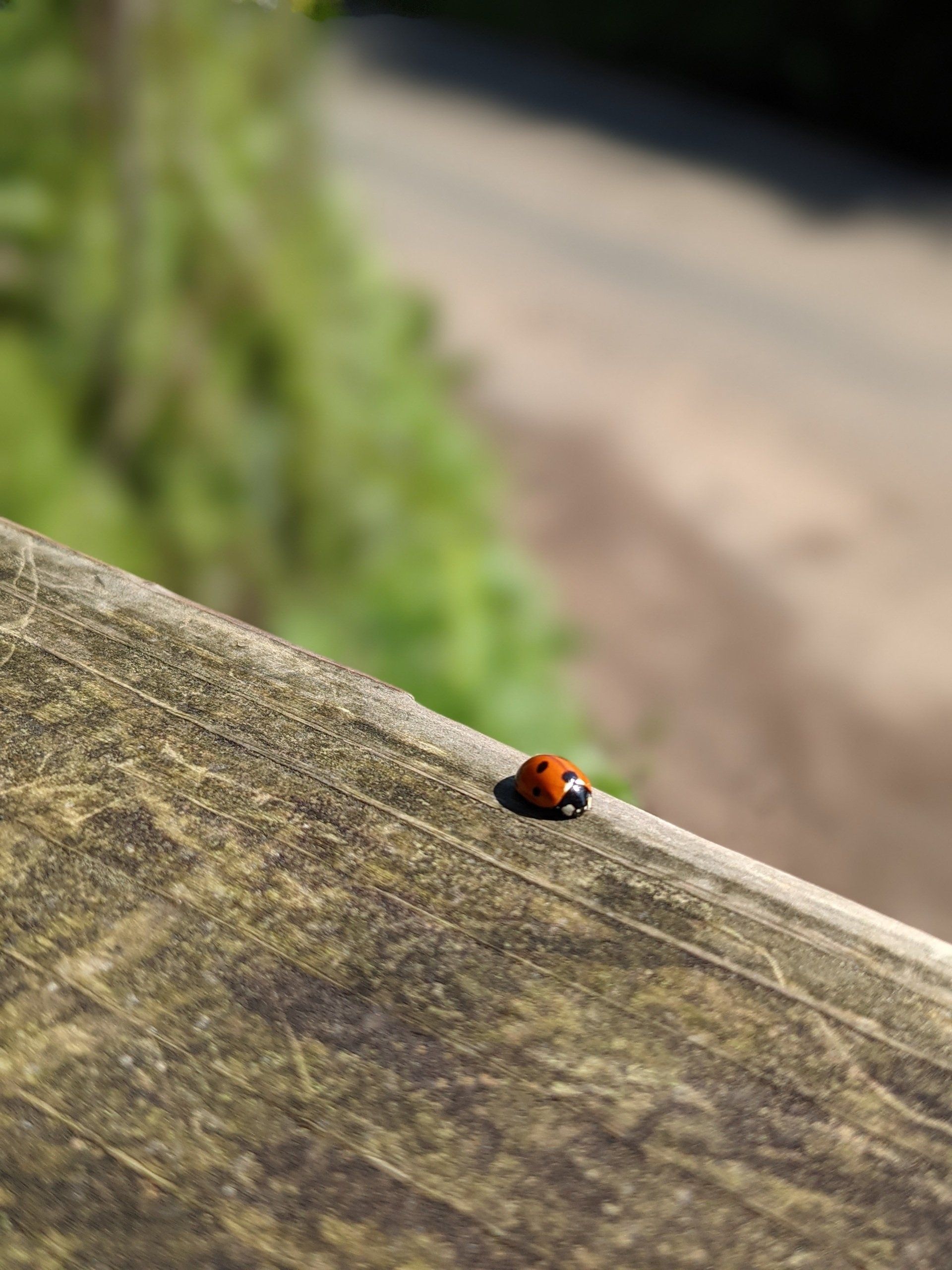Ladybird Bridge - Photograph by Sue Cartwright, Spiral Leaf