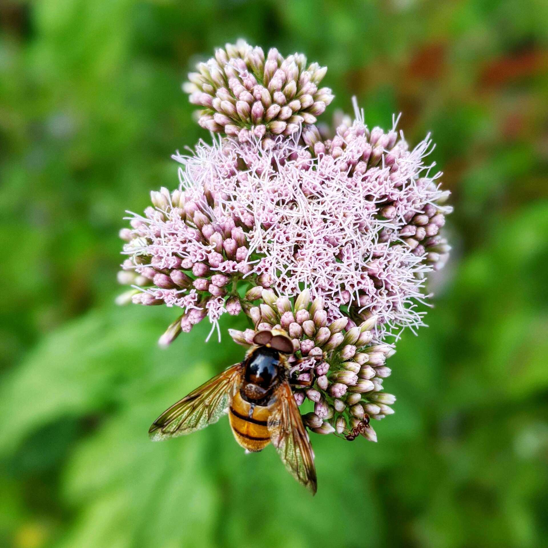 Hover Fly - Photograph by Sue Cartwright, Spiral Leaf