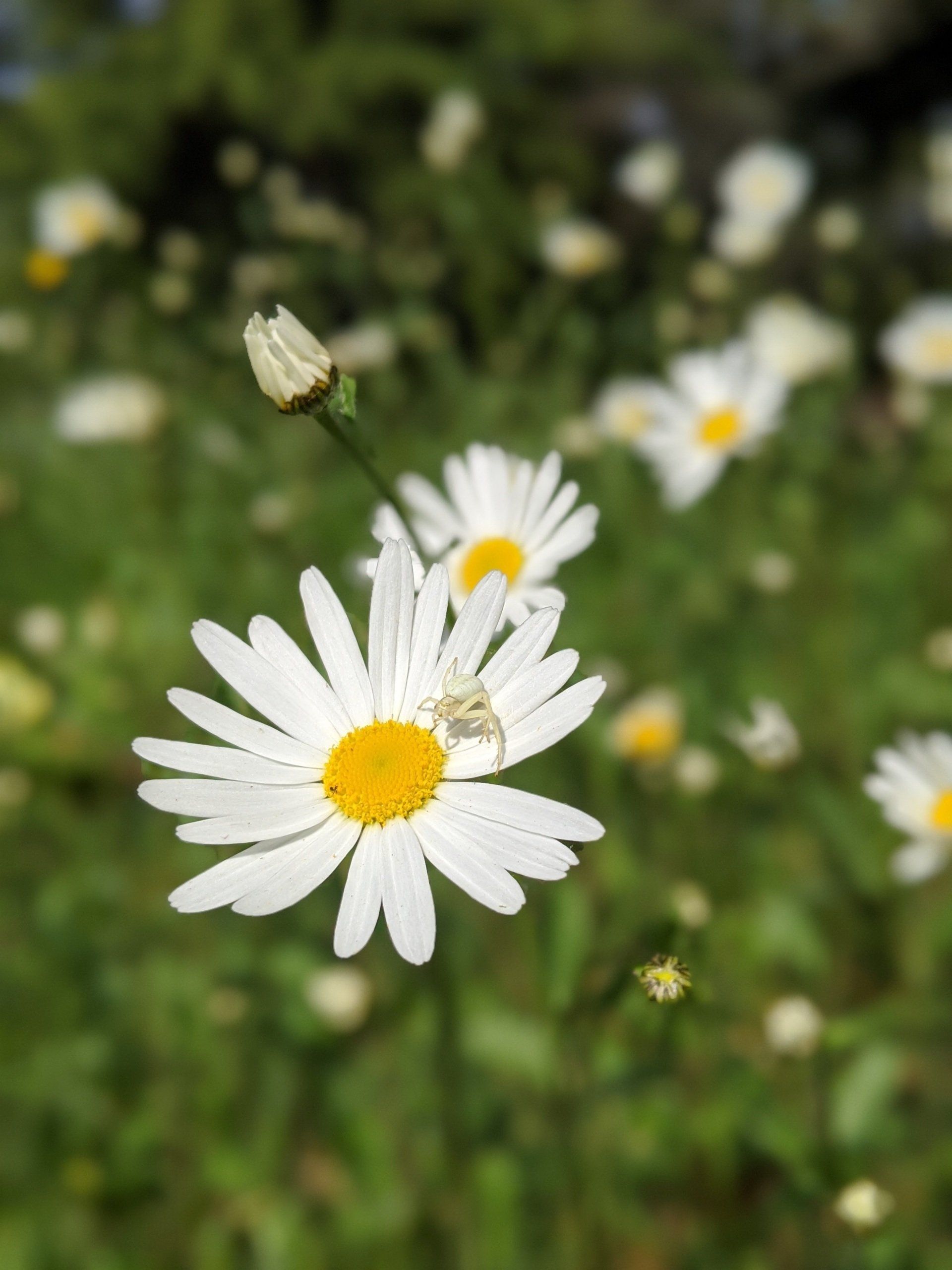 Daisy Trap - Photograph by Sue Cartwright, Spiral Leaf