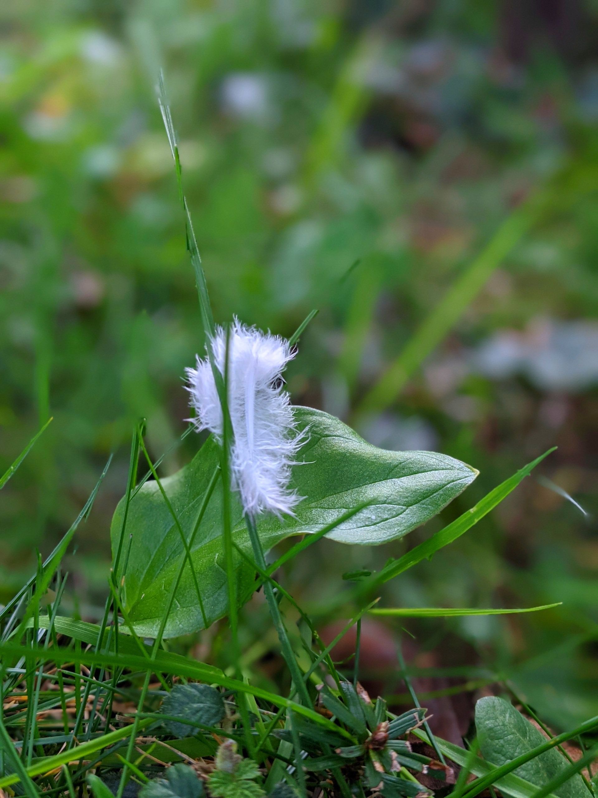 Inner Voice by Sue Cartwright, Spiral Leaf Inner Voice - A Poem by Sue Cartwright, Spiral Leaf