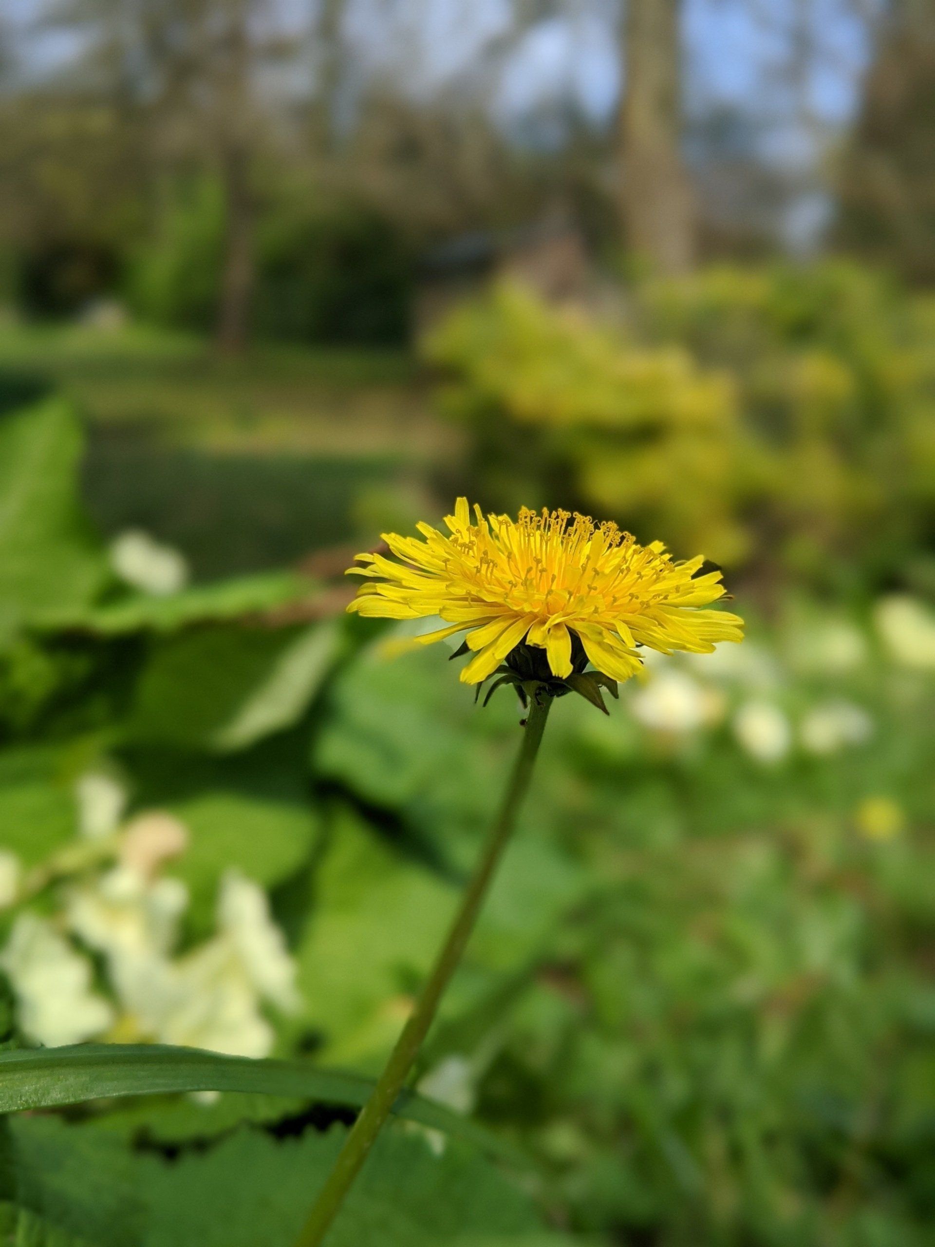 Dandelion Flower Water - A Remedy by Sue Cartwright, Spiral Leaf