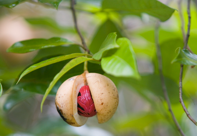 A Healing Spice (Nutmeg) by Sue Cartwright, Spiral Leaf