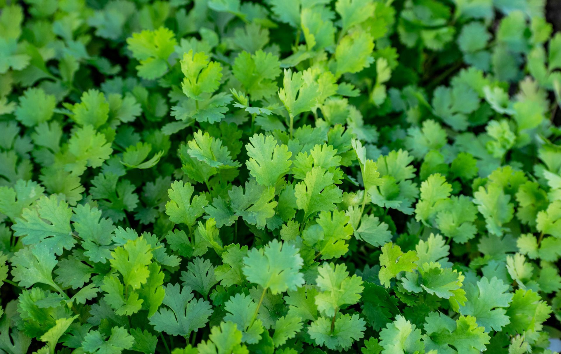 A Healing Herb (Coriander) by Sue Cartwright, Spiral Leaf A Healing Herb (Coriander) by Sue Cartwright, Spiral Leaf