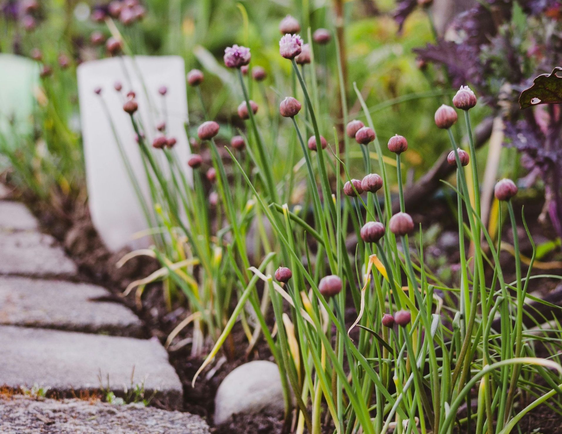 A Healing Herb (Chives) by Sue Cartwright, Spiral Leaf