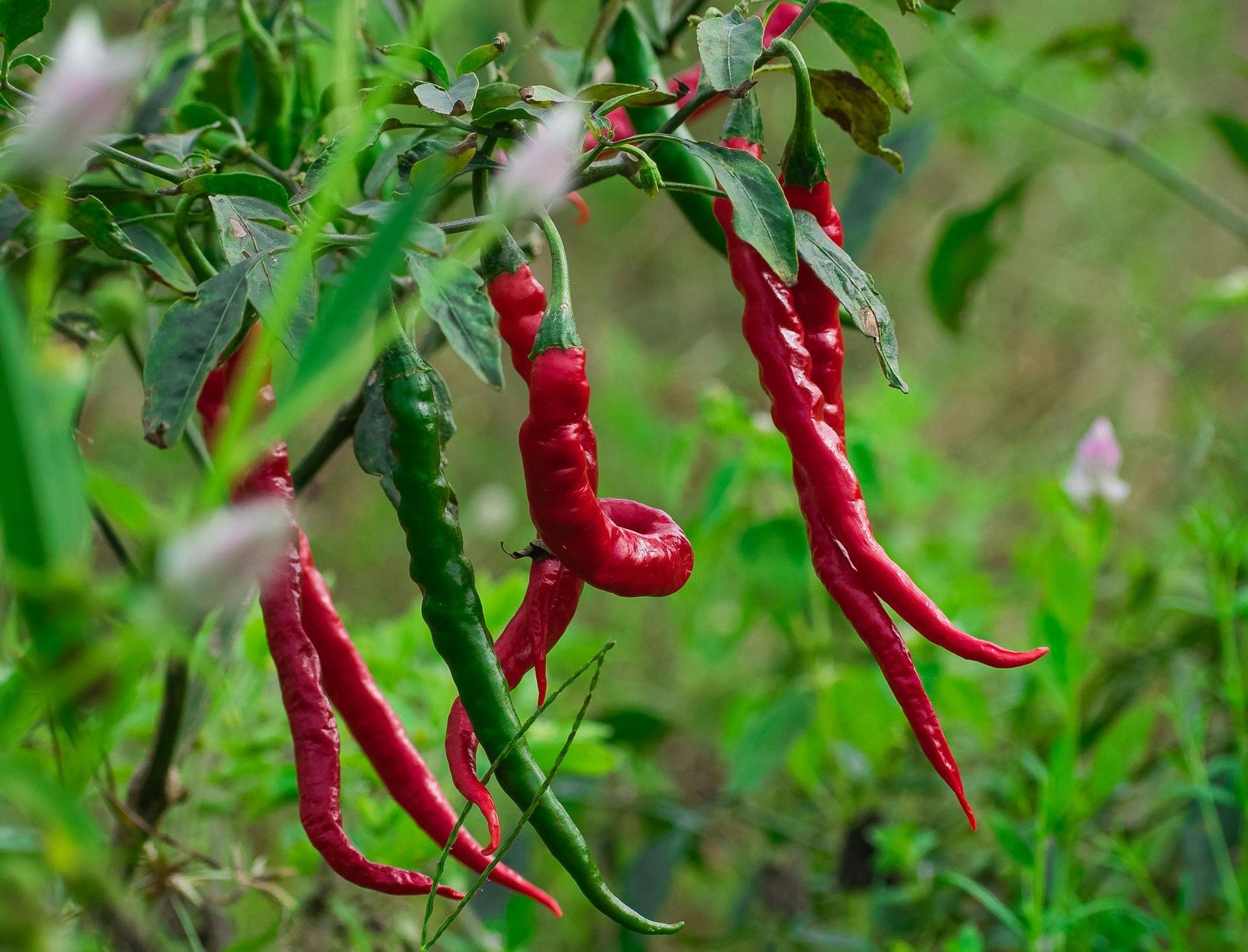 A Healing Spice (Cayenne Pepper) by Sue Cartwright, Spiral Leaf