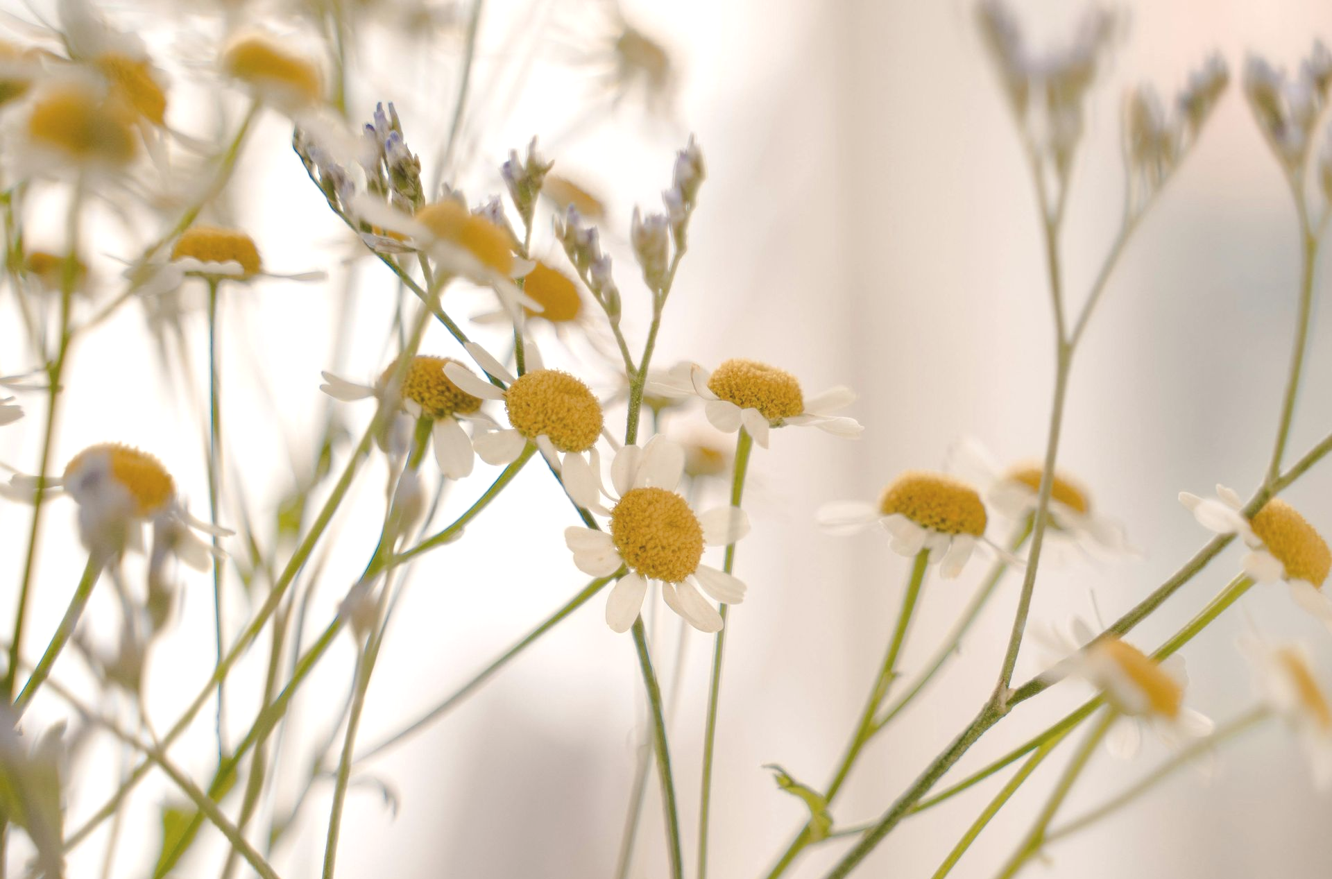 A Healing Herb (Chamomile) by Sue Cartwright, Spiral Leaf