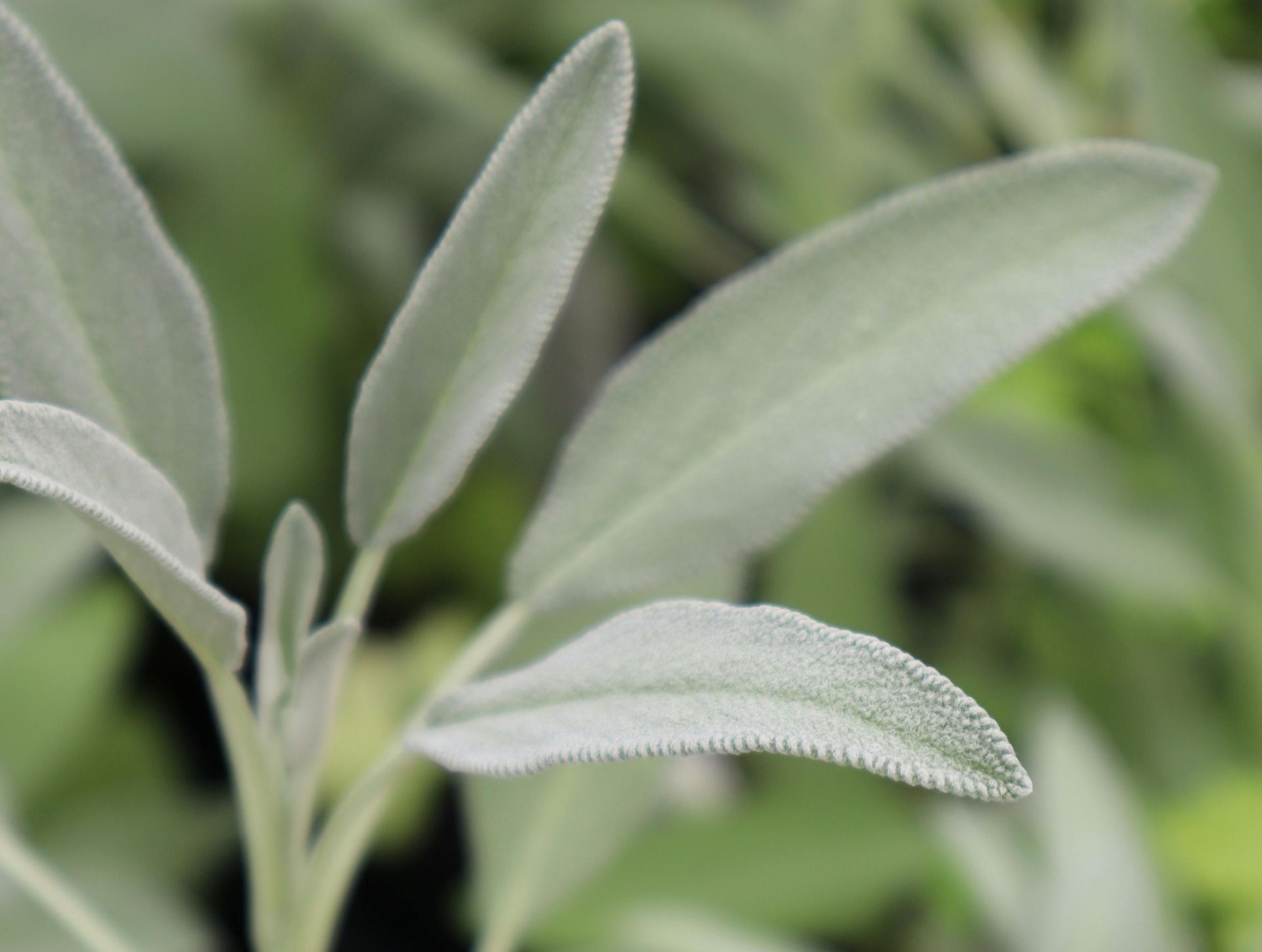 A Healing Herb (Sage) by Sue Cartwright, Spiral Leaf