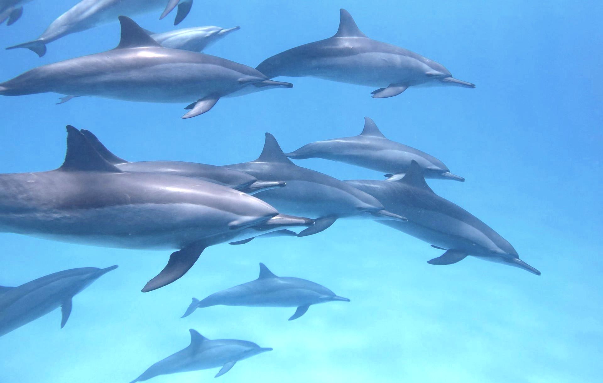 The Dolphins - A Poem by Sue Cartwright, Spiral Leaf The Dolphins - A Poem by Sue Cartwright, Spiral Leaf