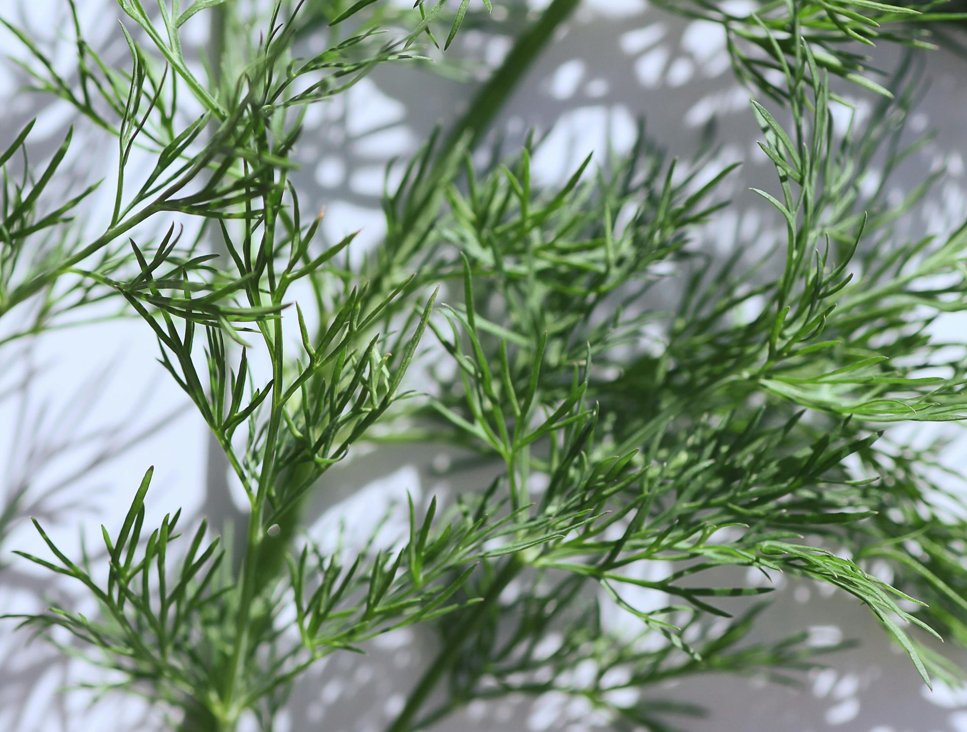 A Healing Herb (Dill) by Sue Cartwright, Spiral Leaf