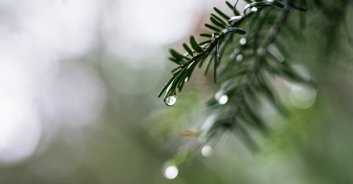 Winter Solstice - A Poem by Sue Cartwright, Spiral Leaf