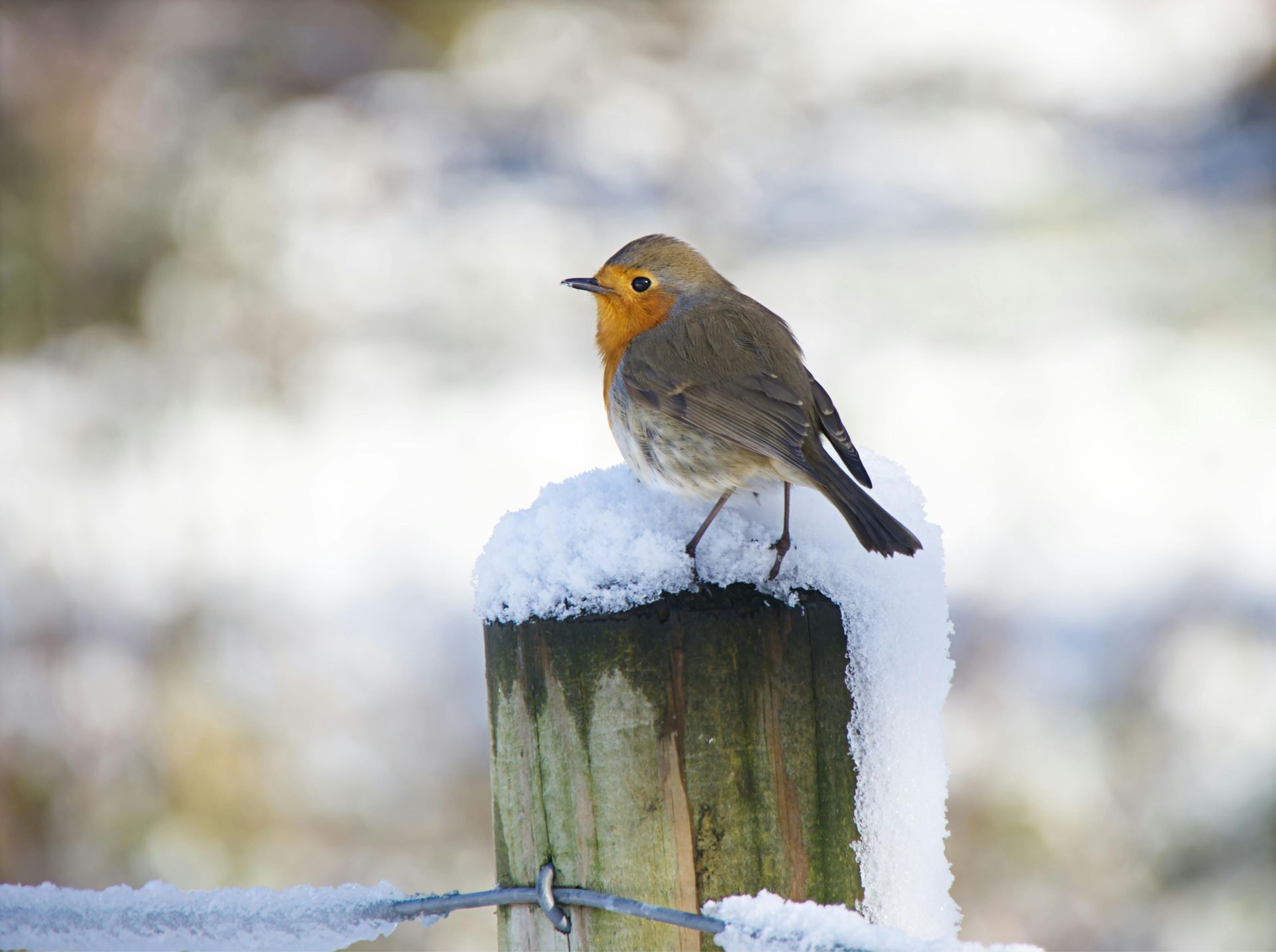 Welcome December - A Poem by Sue Cartwright, Spiral Leaf