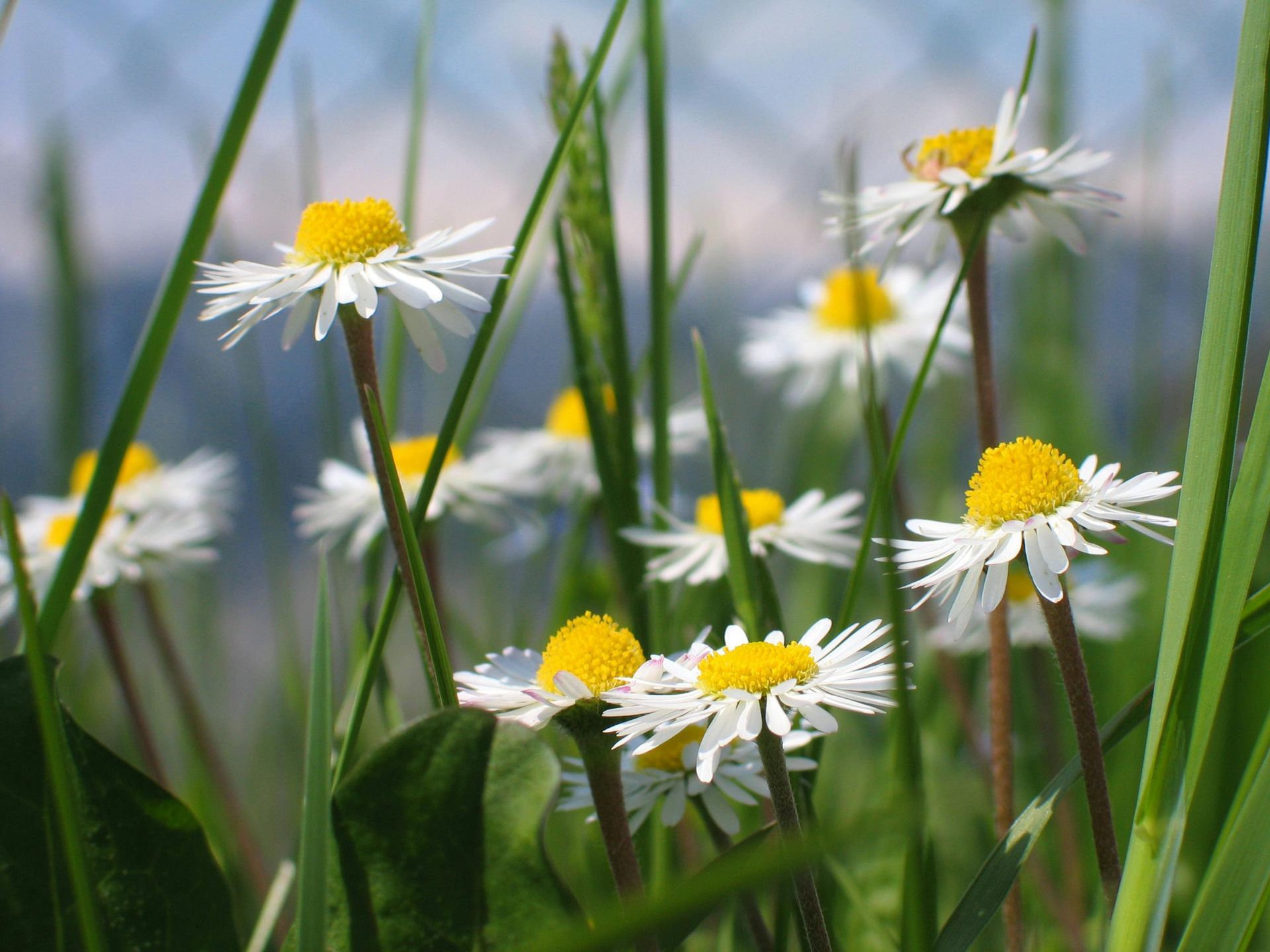 A Healing Herb (Chamomile) by Sue Cartwright, Spiral Leaf