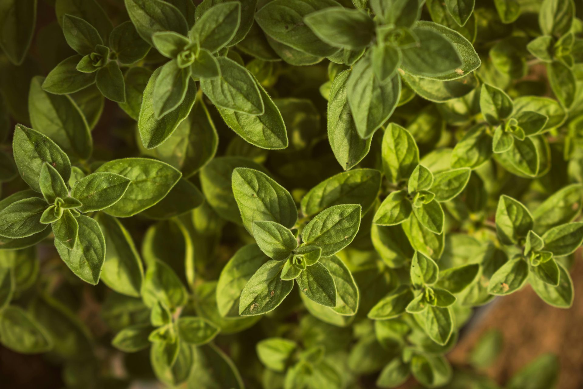 A Healing Herb (Marjoram) by Sue Cartwright, Spiral Leaf