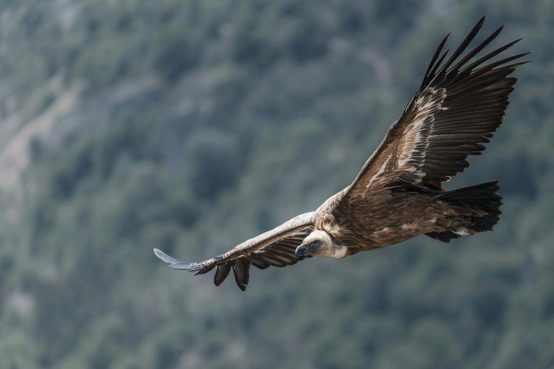 Birds of Prey - A Poem by Sue Cartwright, Spiral Leaf Birds of Prey - A Poem by Sue Cartwright, Spiral Leaf