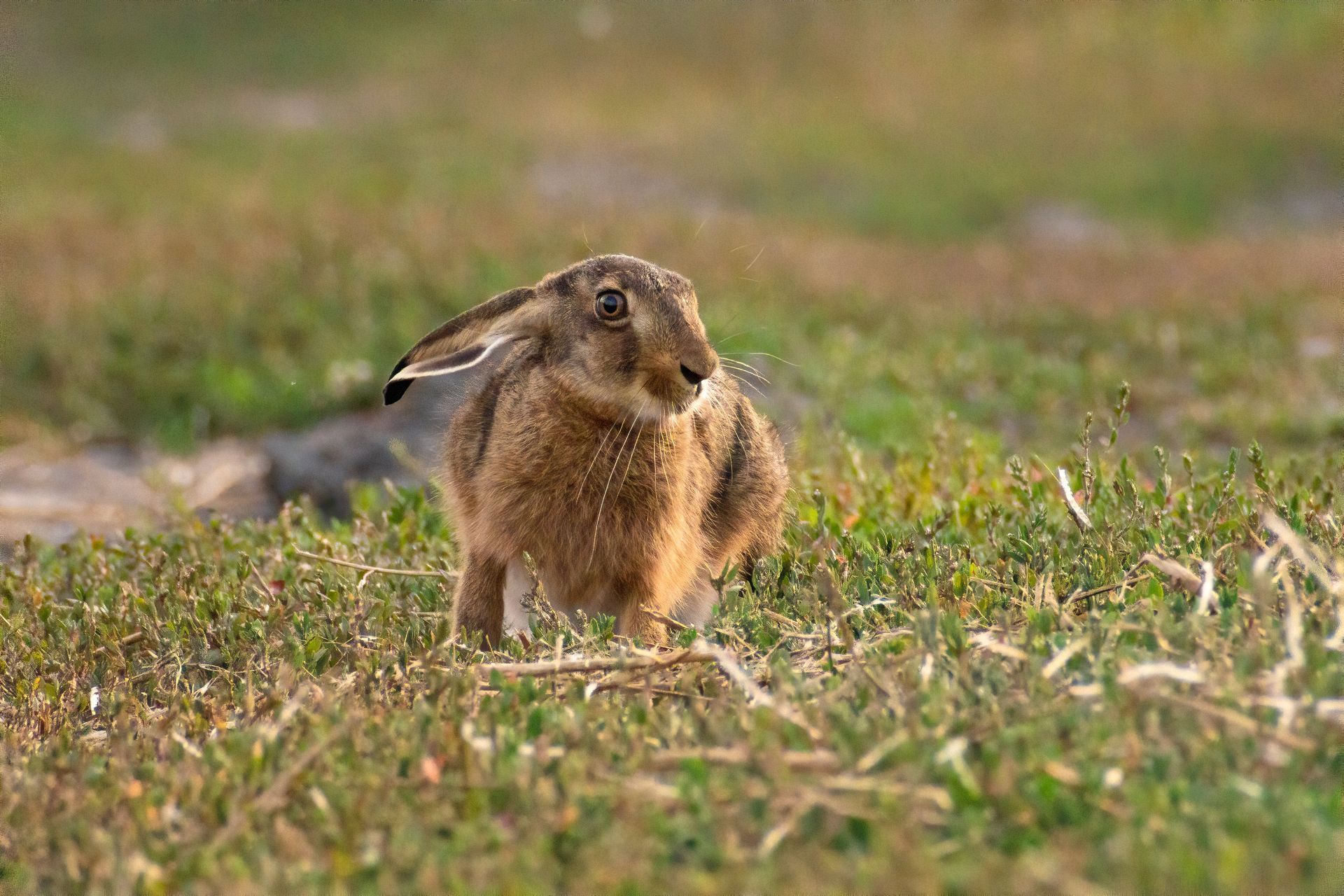 Raising Hare by Chloe Dalton - A Book Review by Sue Cartwright, Spiral Leaf