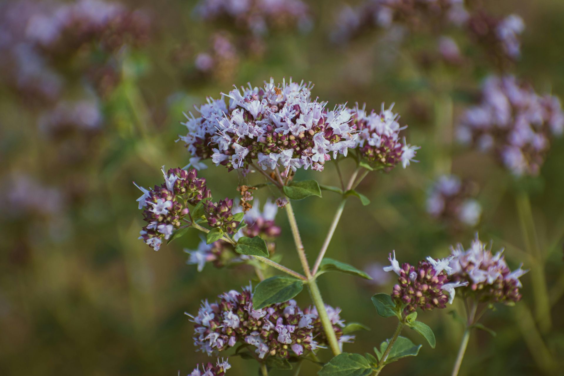 A Healing Herb (Marjoram) by Sue Cartwright, Spiral Leaf